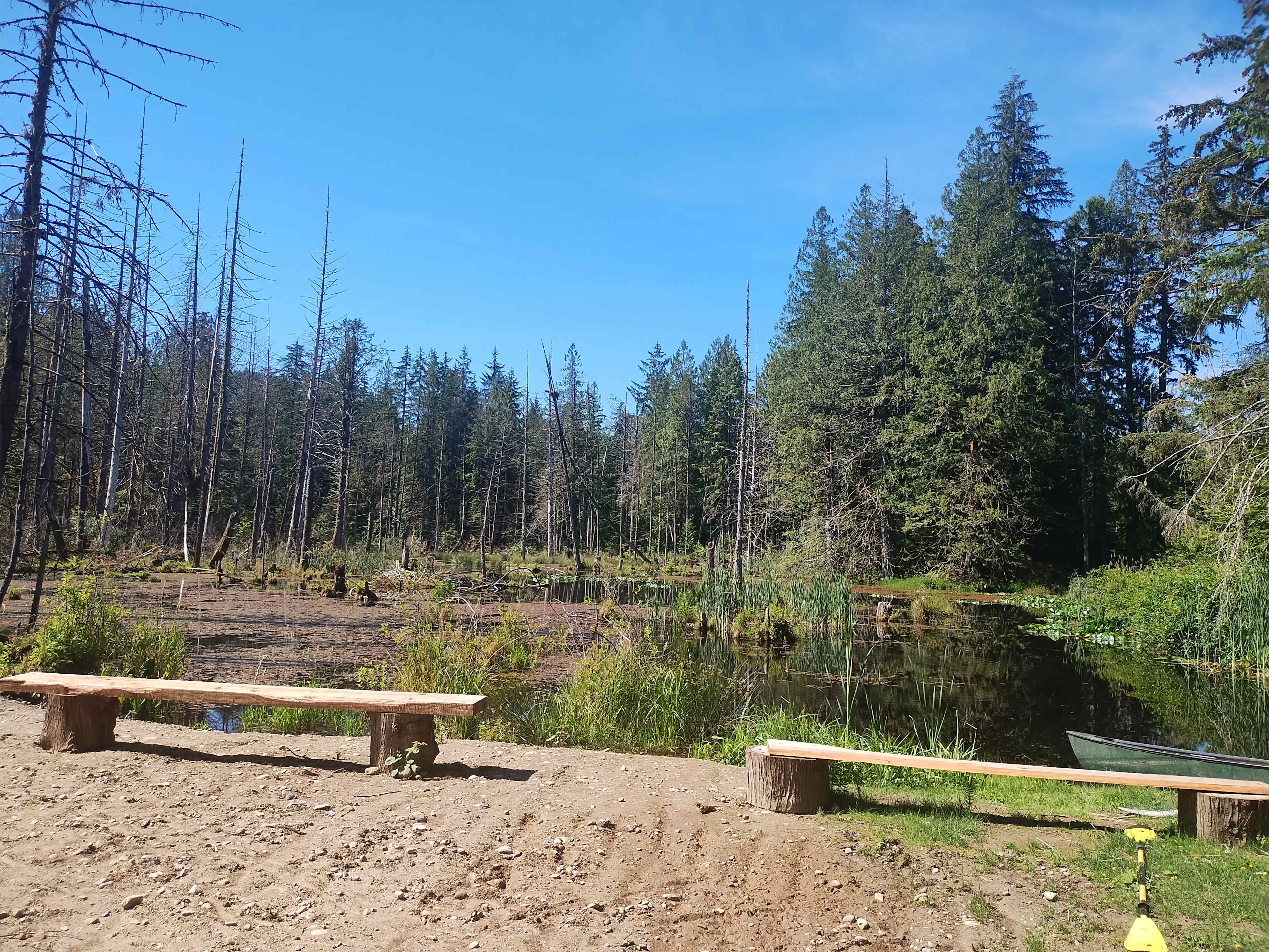 Pond with frogs, toads, herons, and more