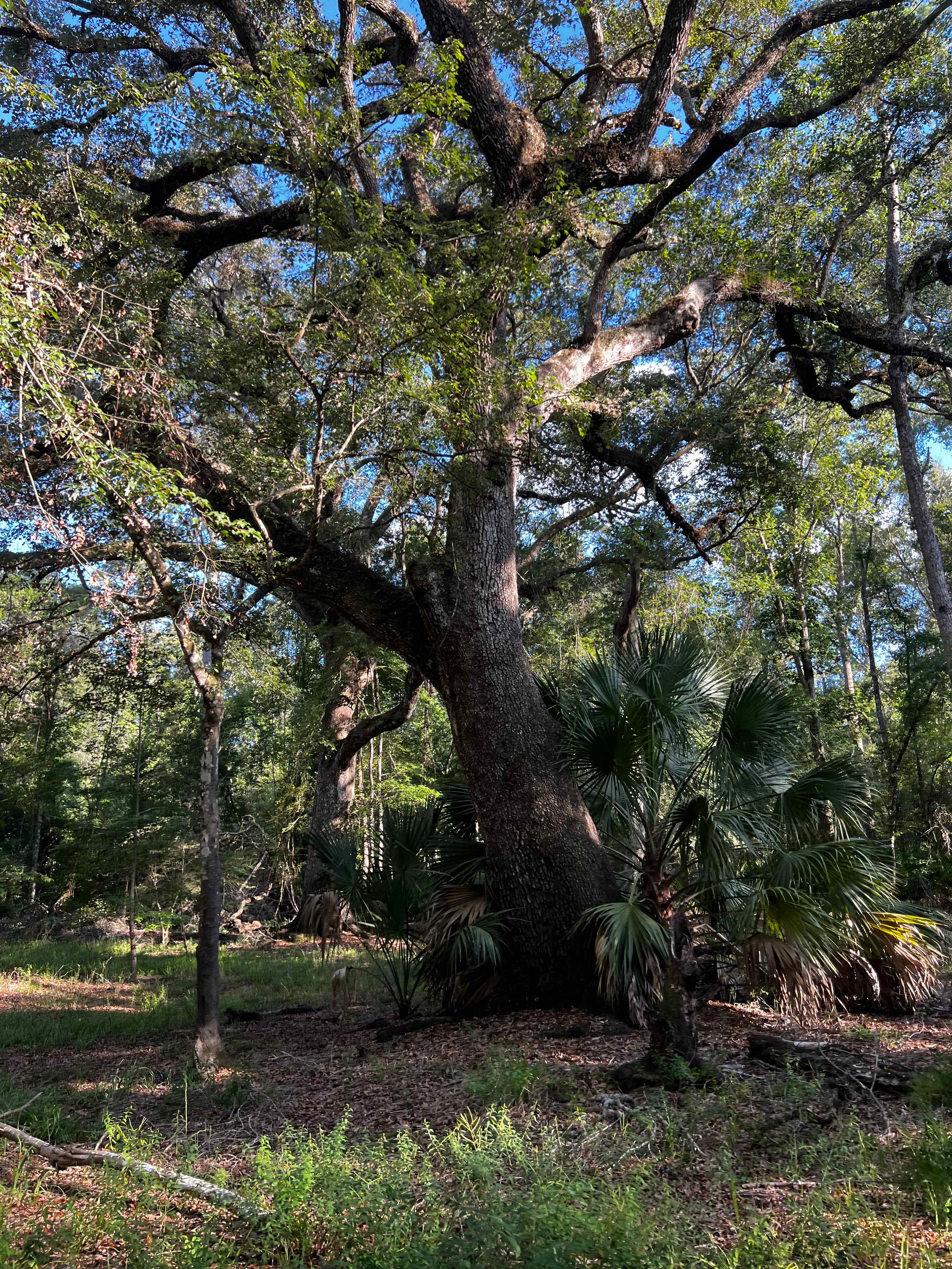 Peaceful Suwannee River Camping