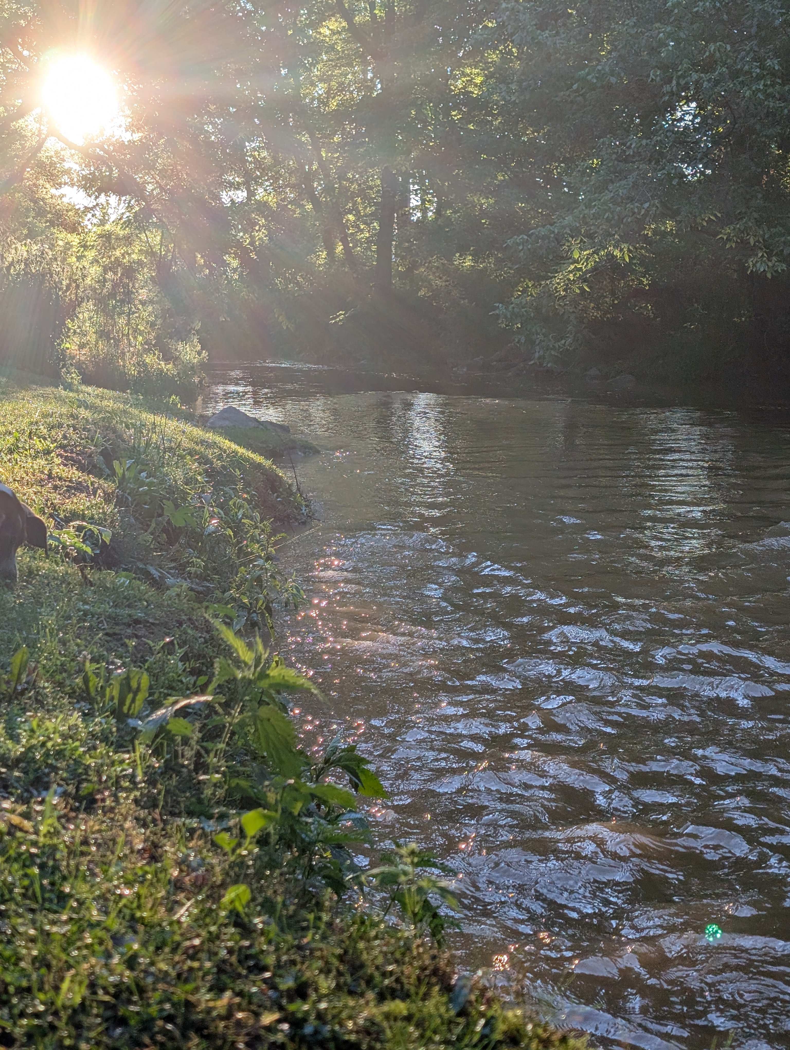 Conowingo Creek Campsite