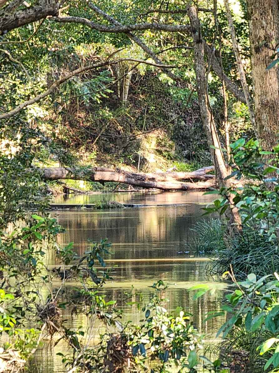 Rowlands Creek Camp Area