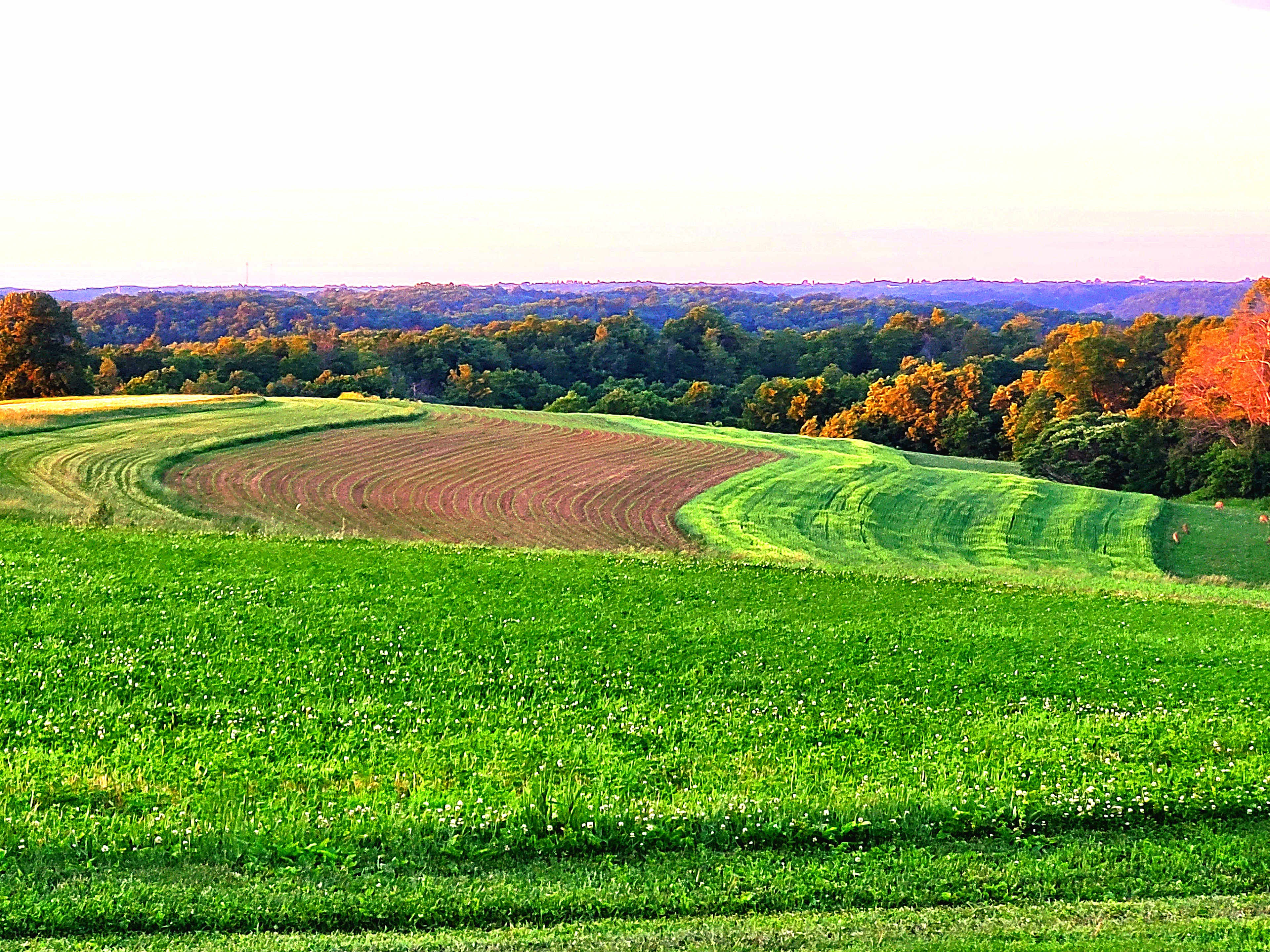 Elysian View Farms