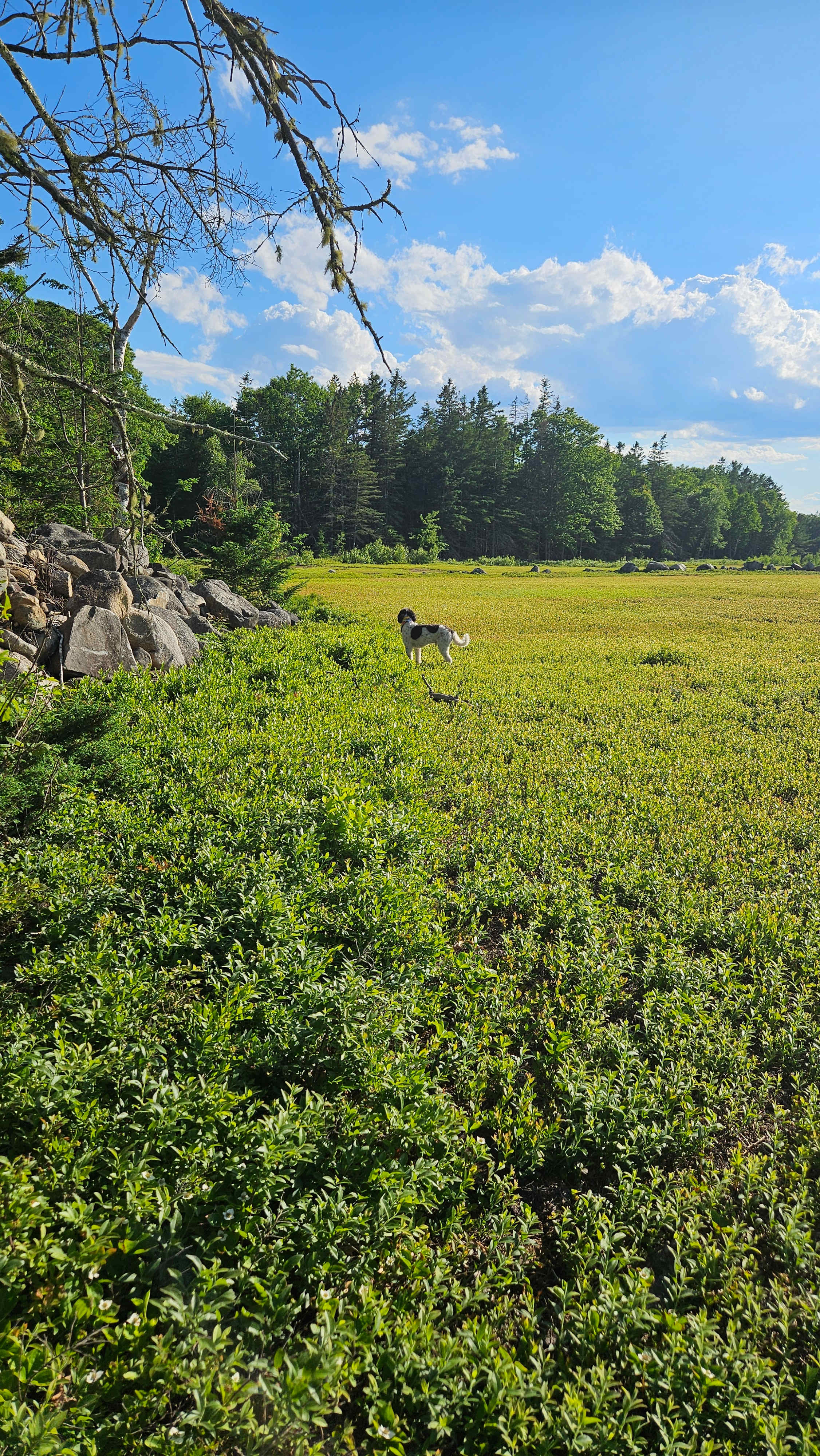 Maine Wild Blueberry Bliss