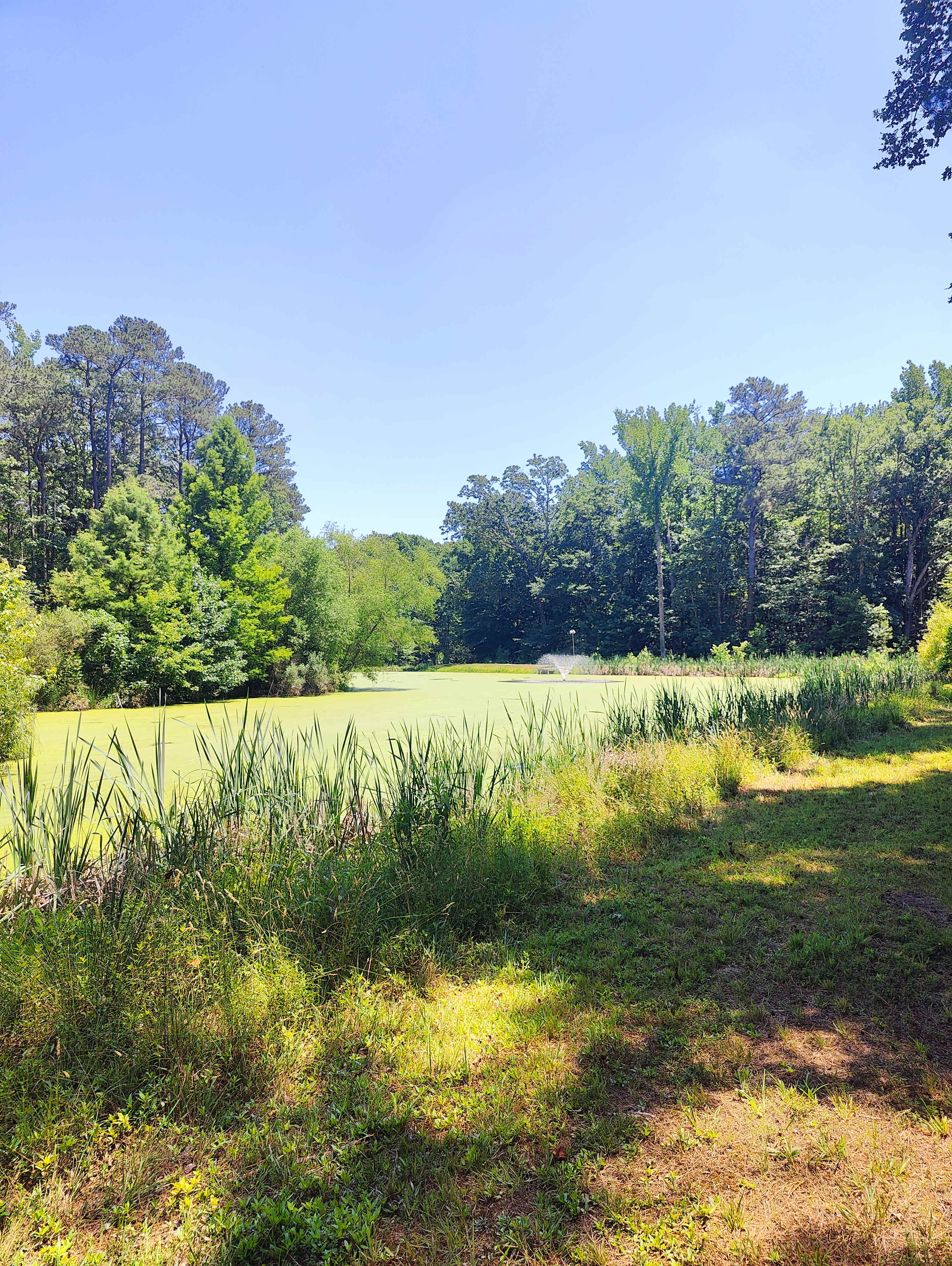 Pond - located once you turn into the property 