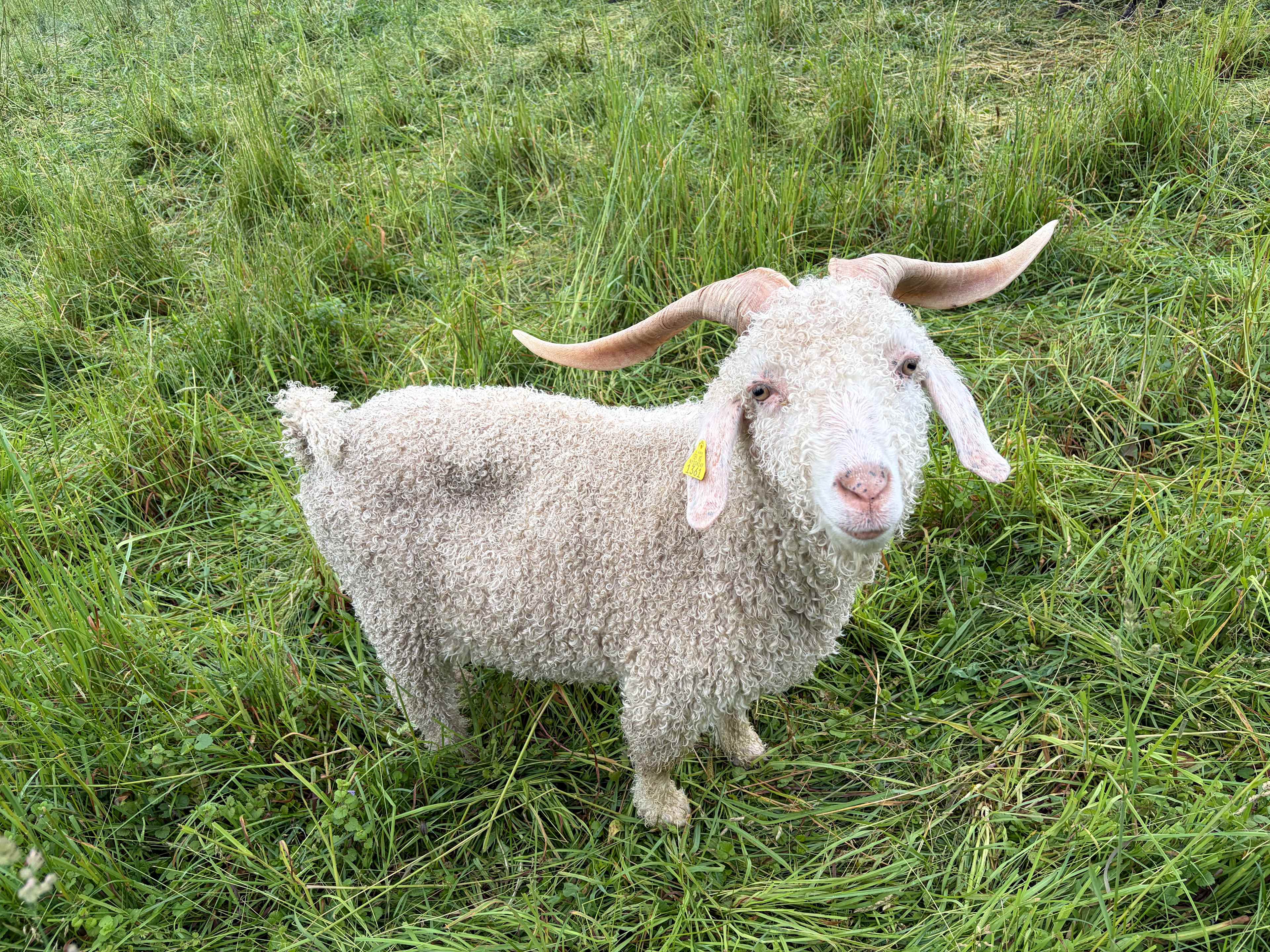 Laughing Goat Fiber Farm