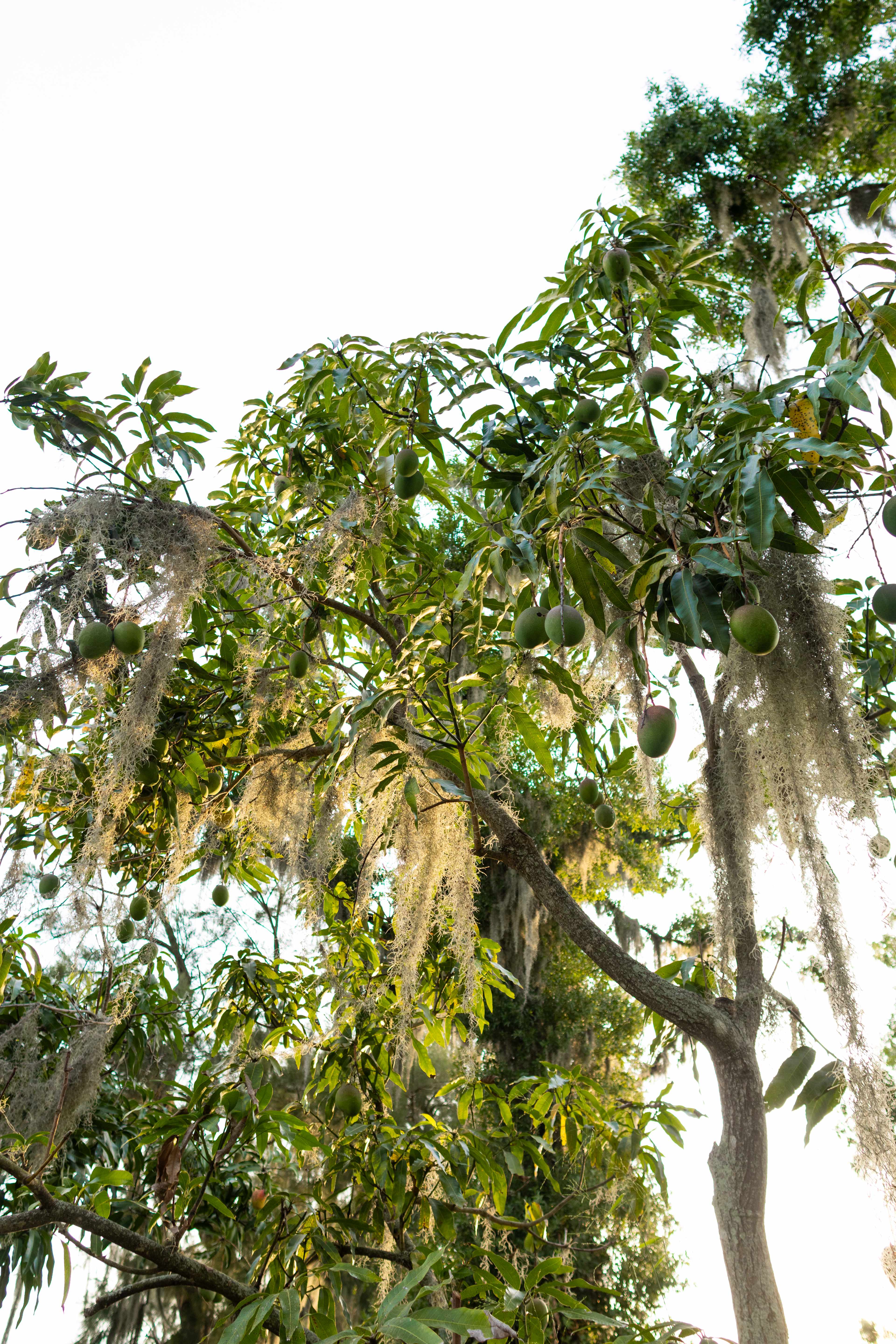 A tree full of mangoes!