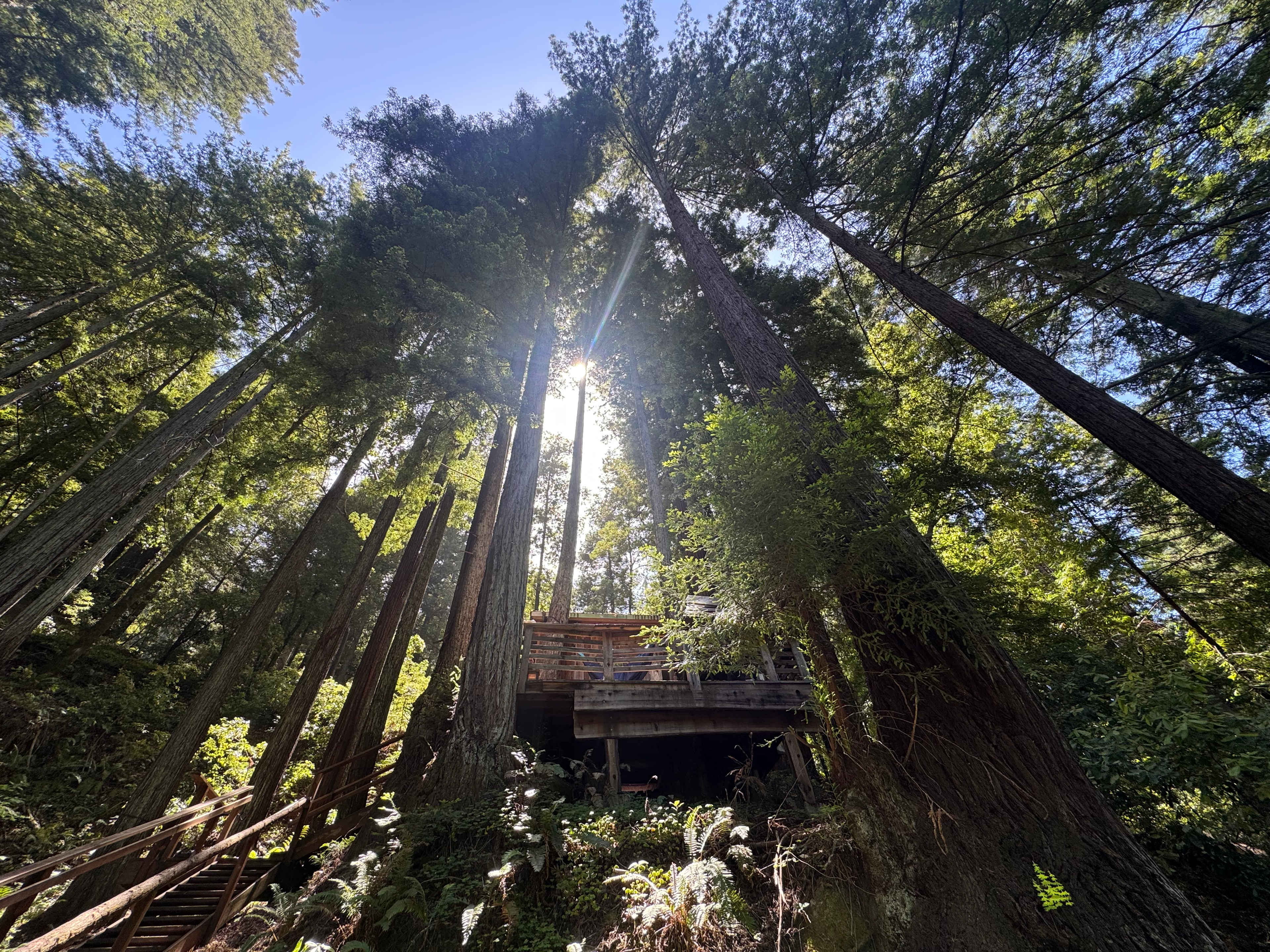 Leafy Lanes Tree House (“Fort”)