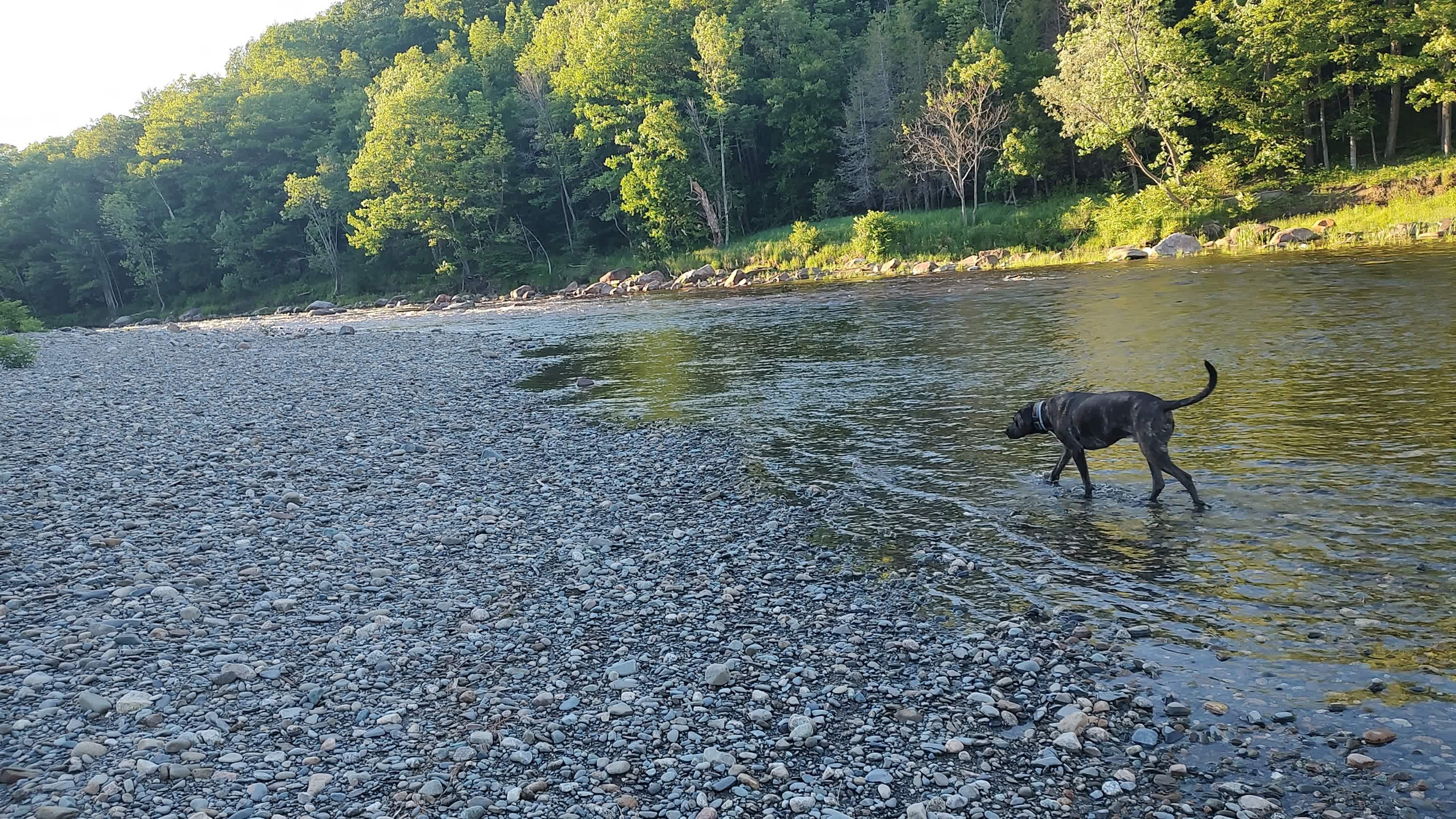 🌲 40 Acres Of Riverfront Serenity