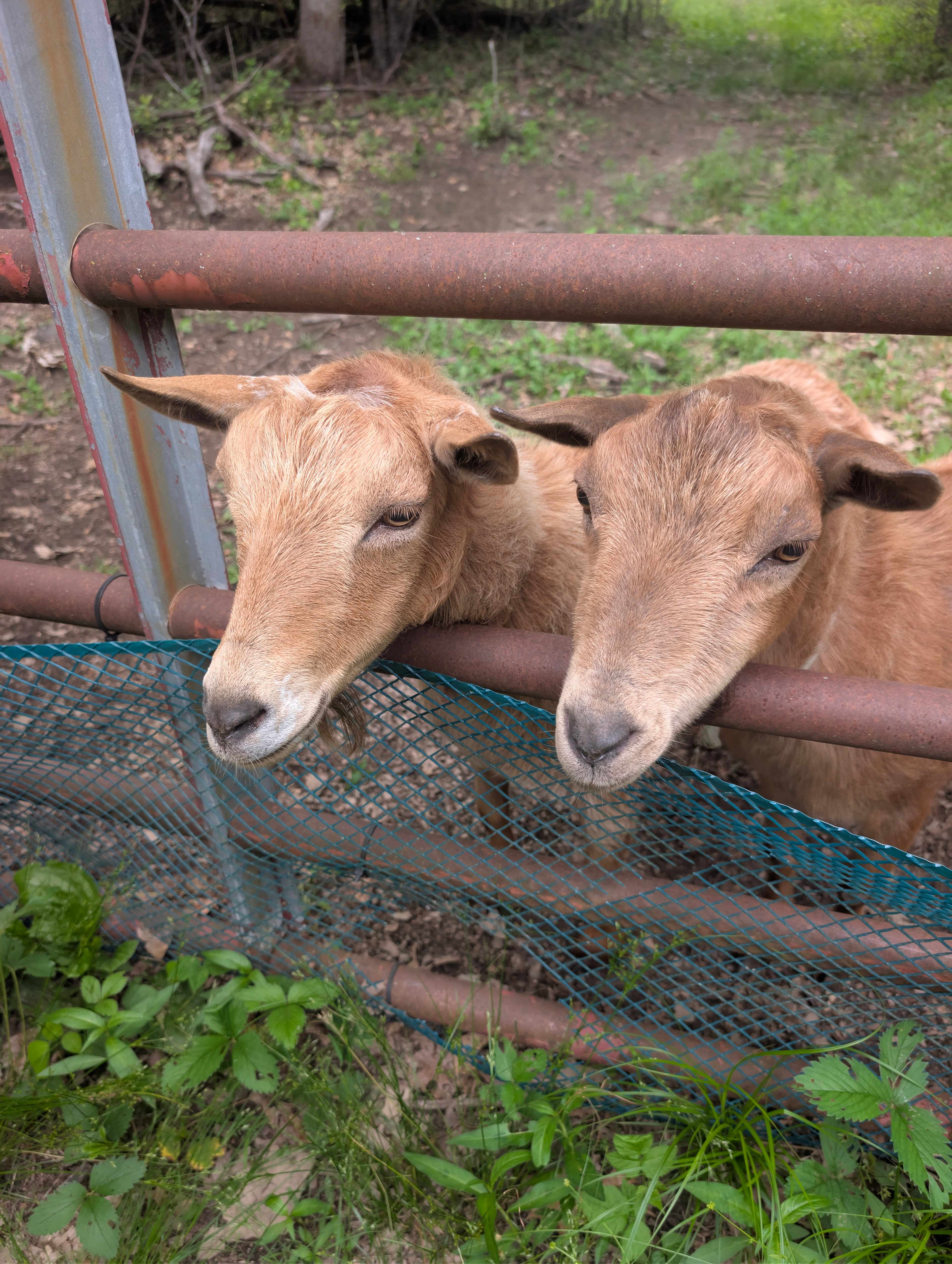 Goats are the GOAT