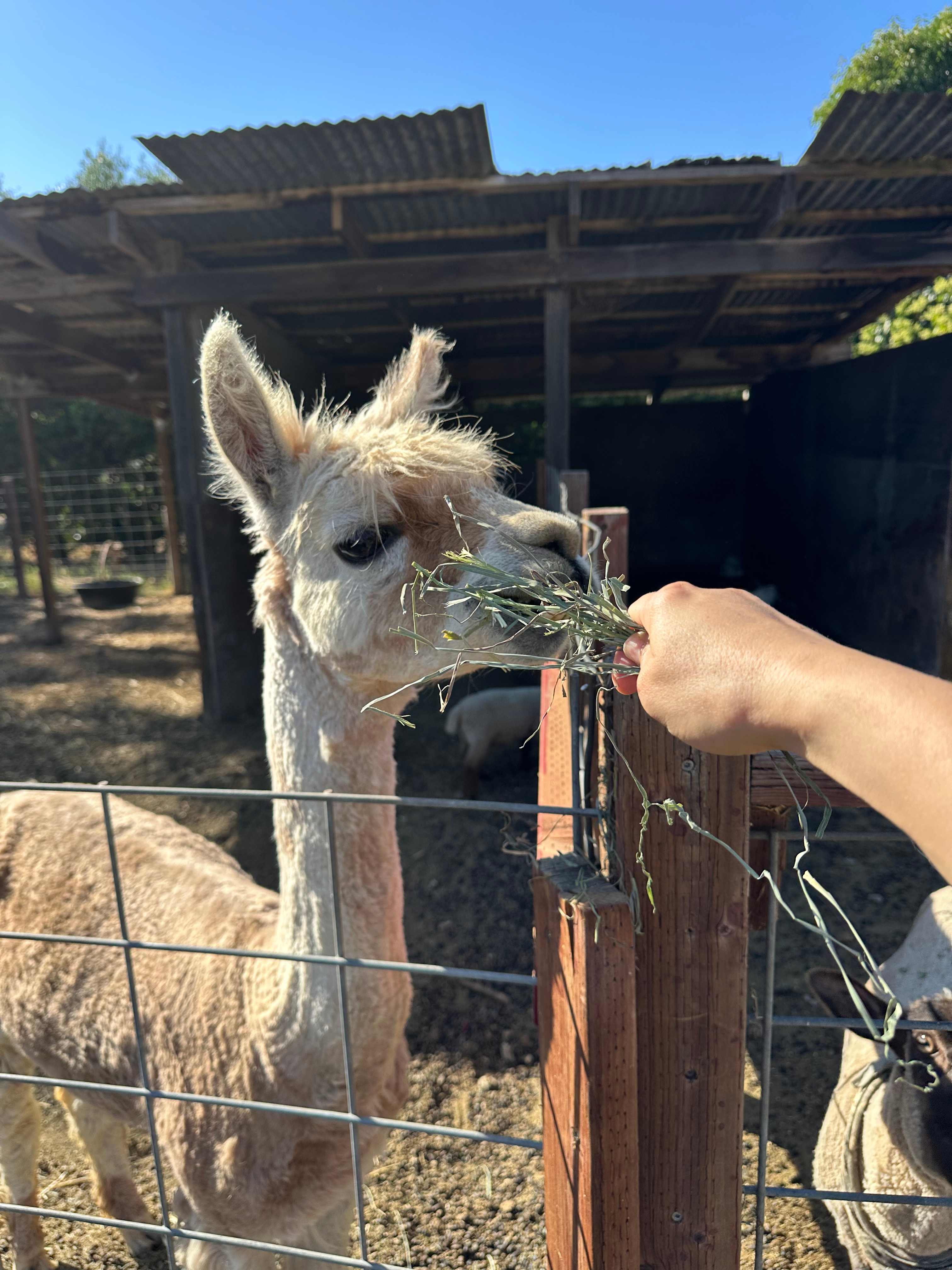 Windsor Family Farm