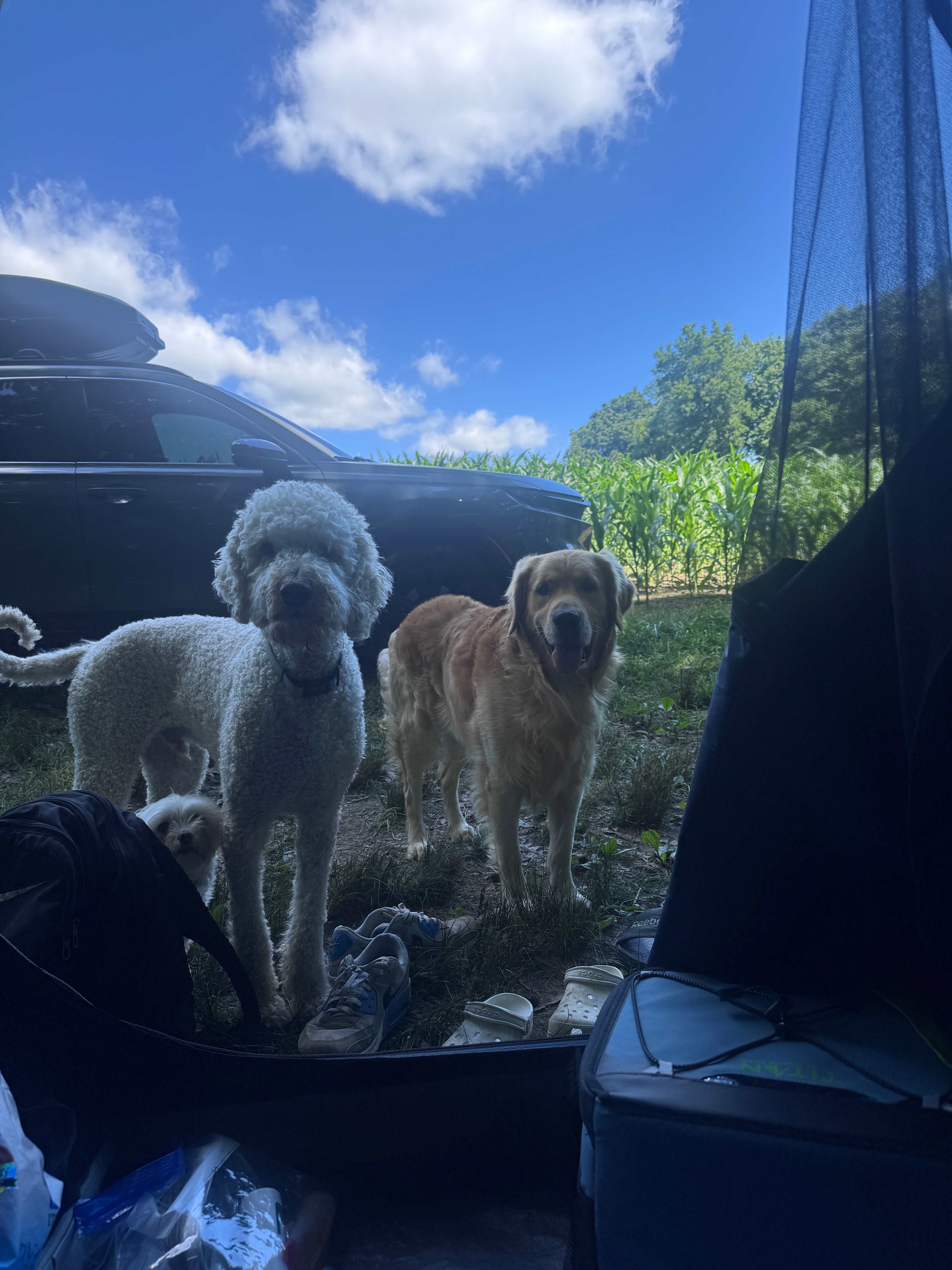 On the back of the farm