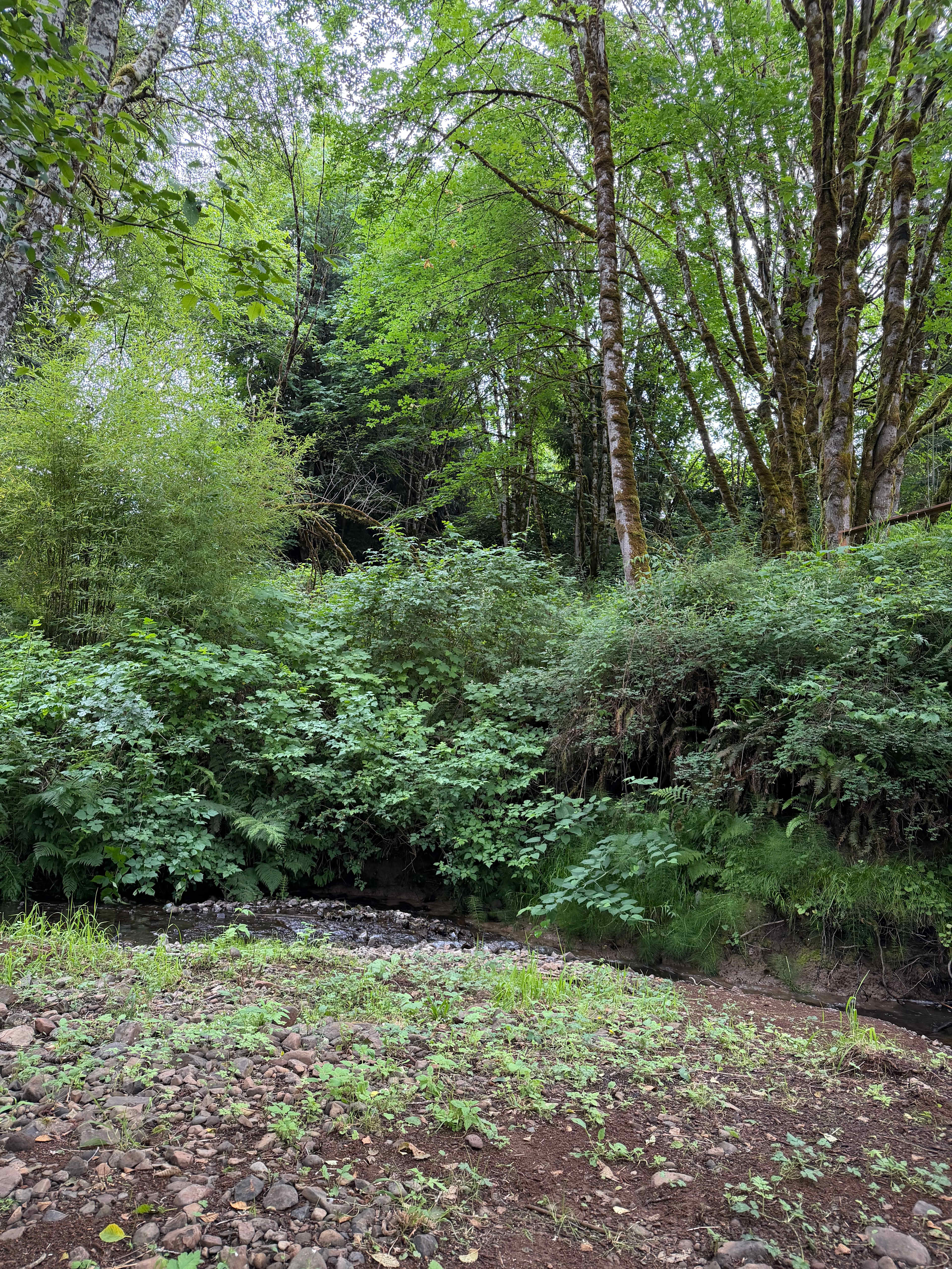 Cowlitz River Camping