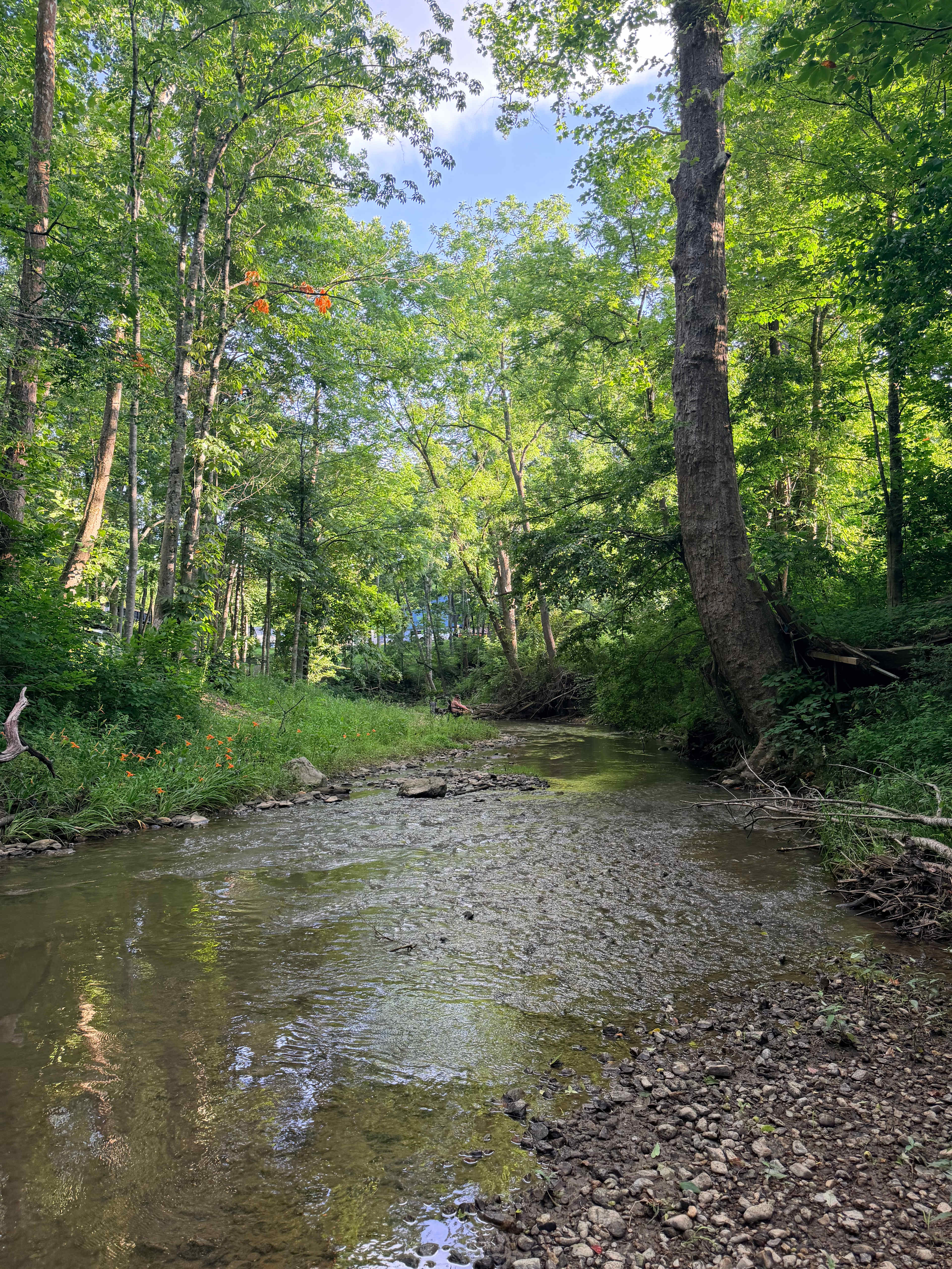 Trout Lily Creekside Camp