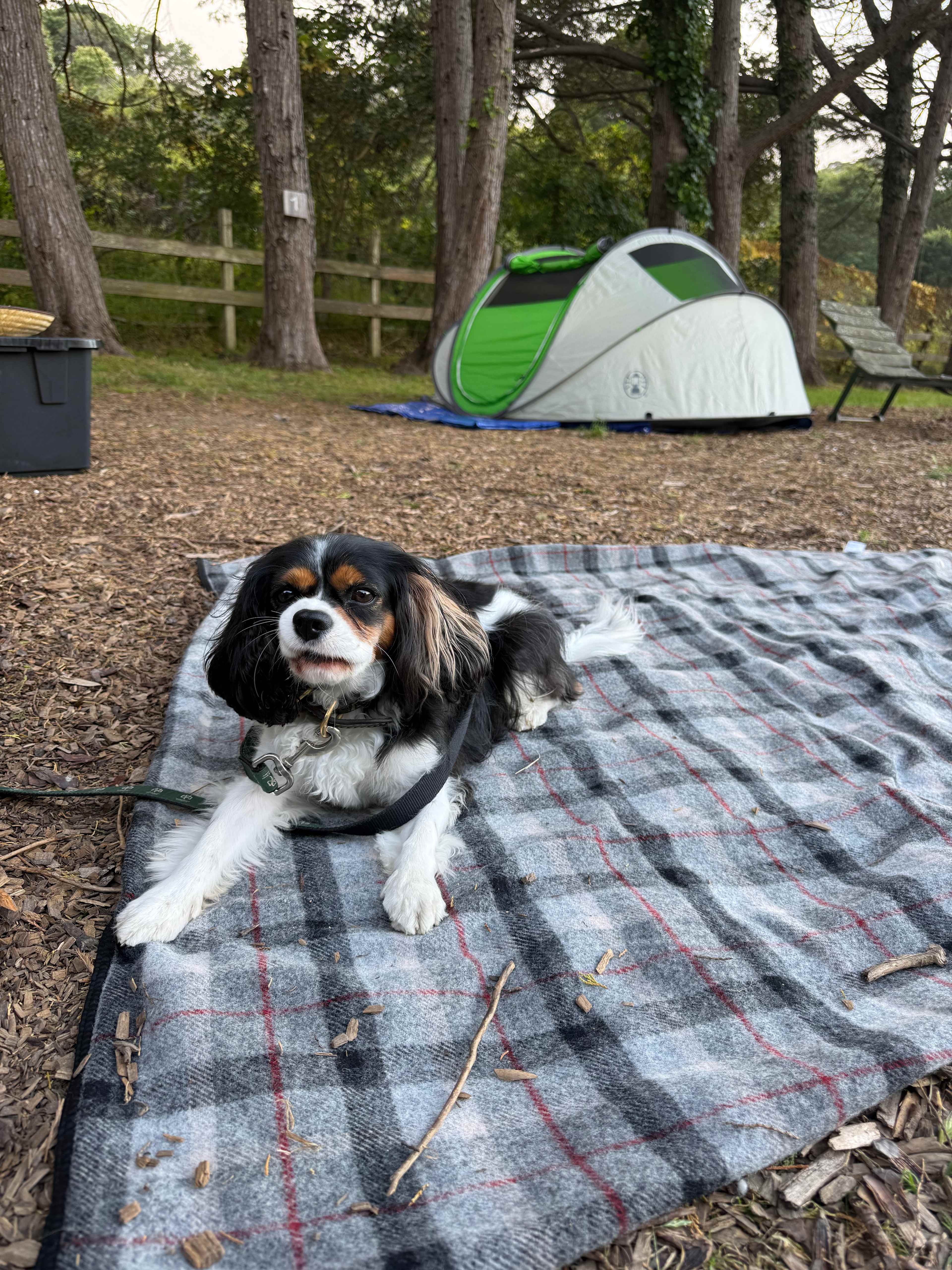 Pet friendly camp site