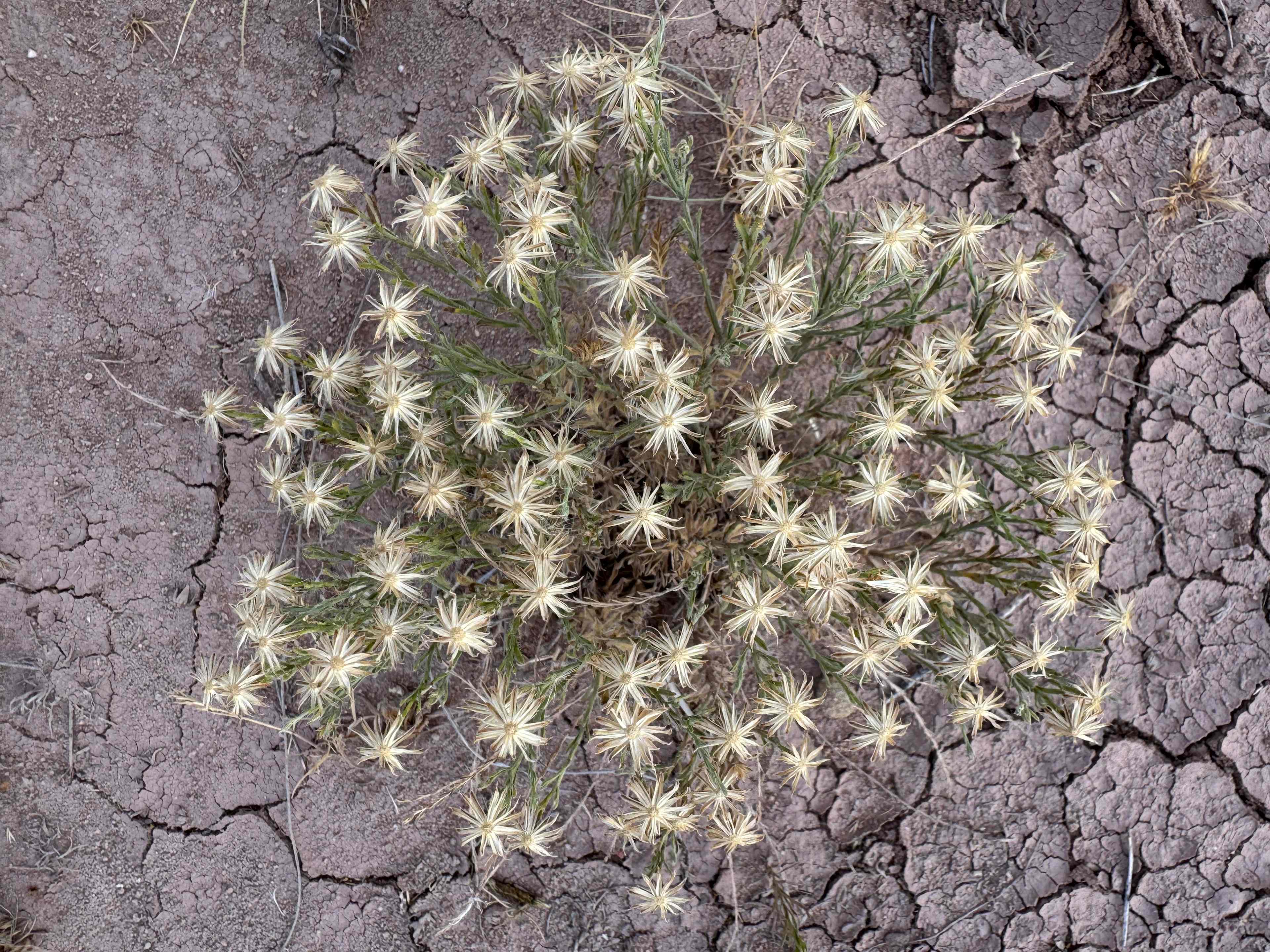 Desert beauty