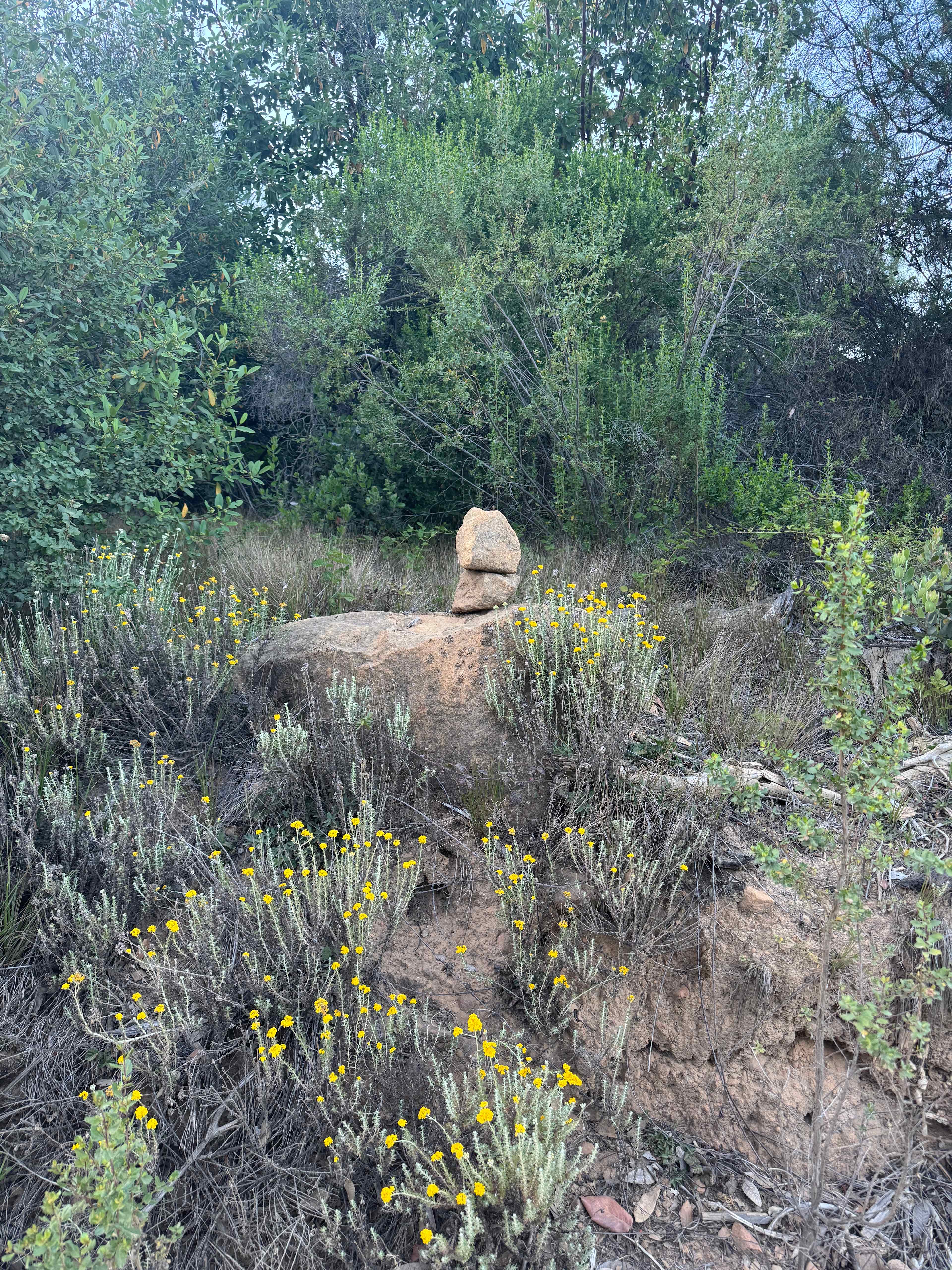 Camp Rewilding
