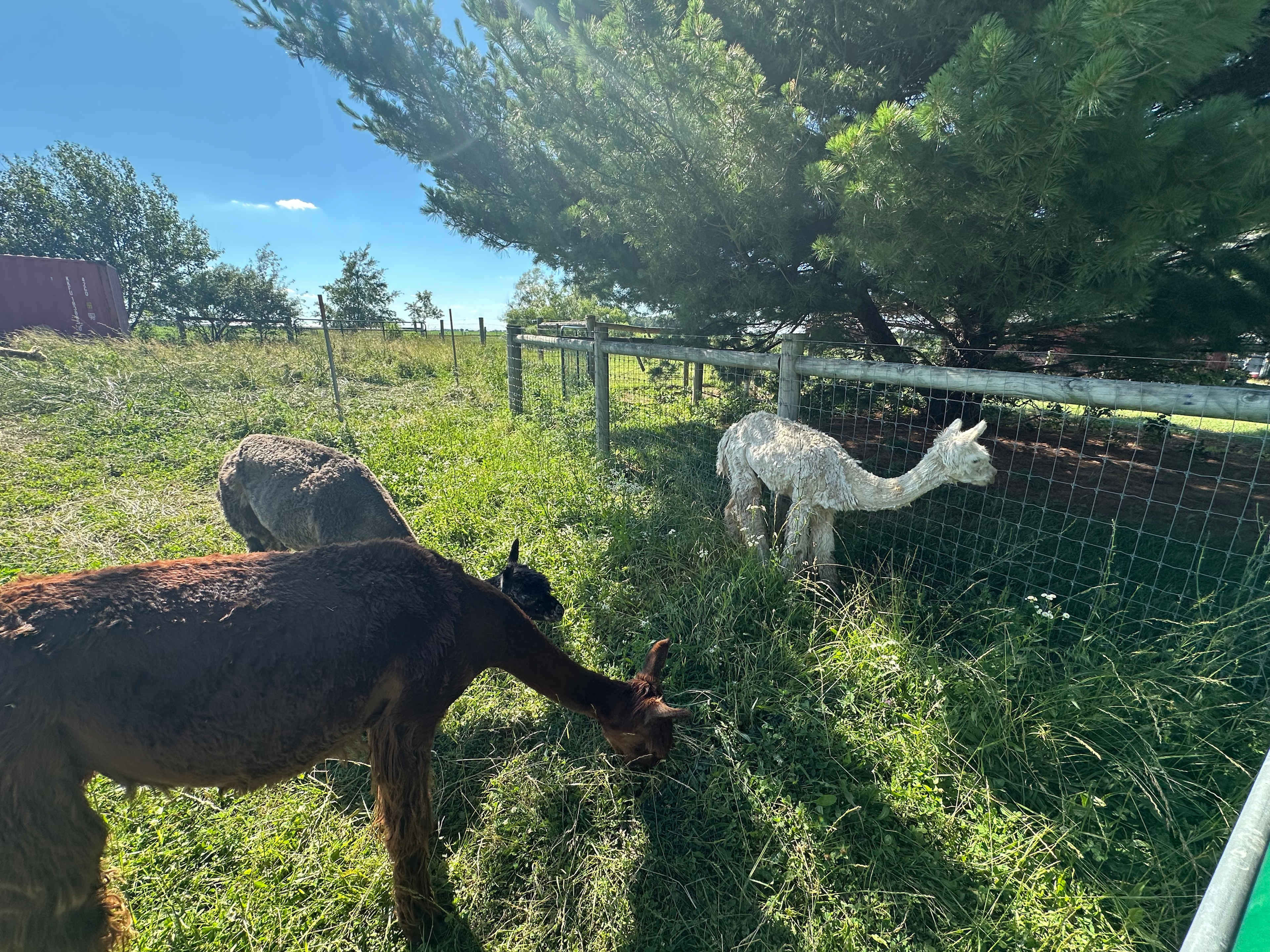 The camp residents are a happy bunch