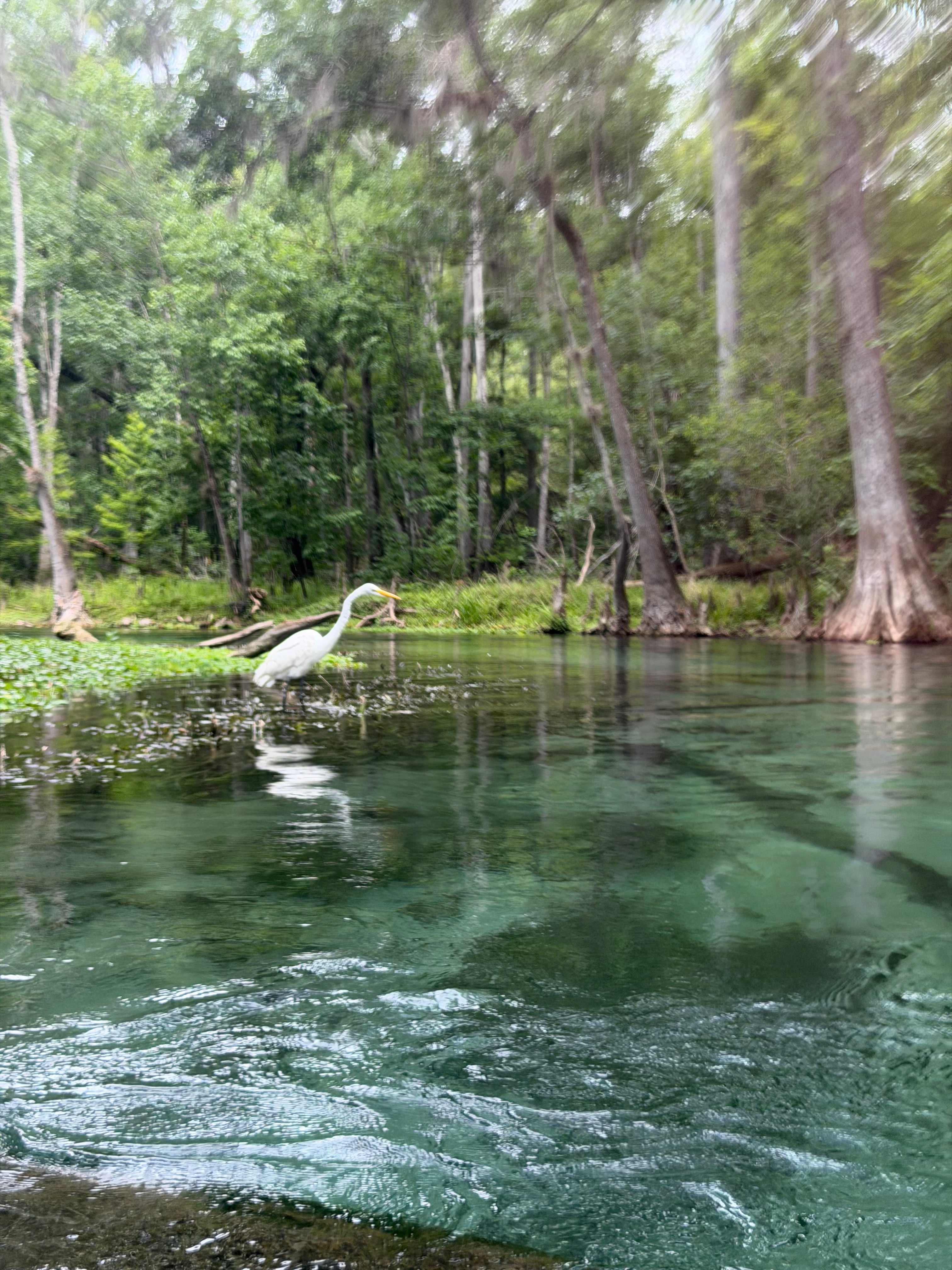 Santa Fe Riverfront / Ichetucknee