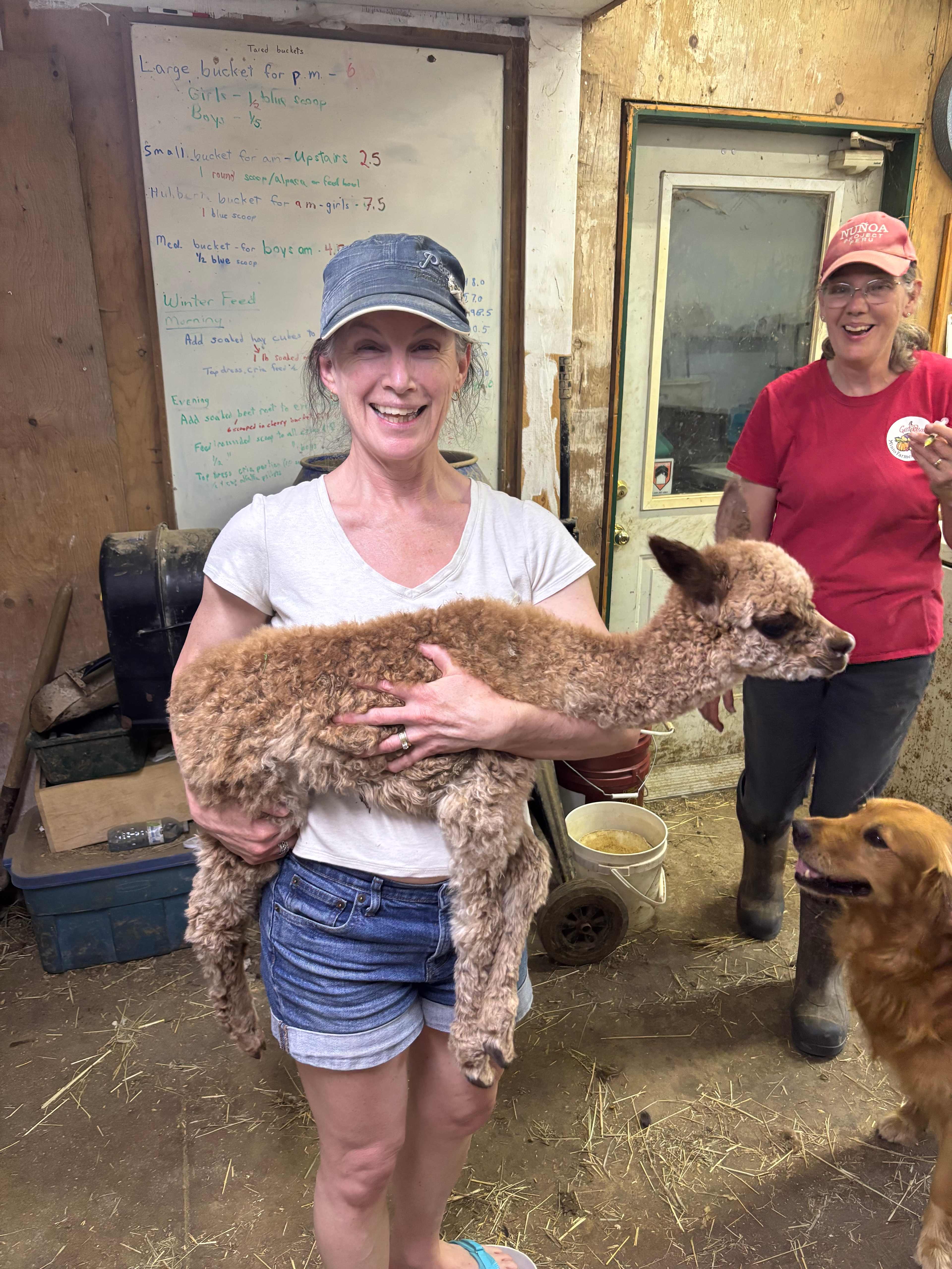 Pootcorners Alpacas