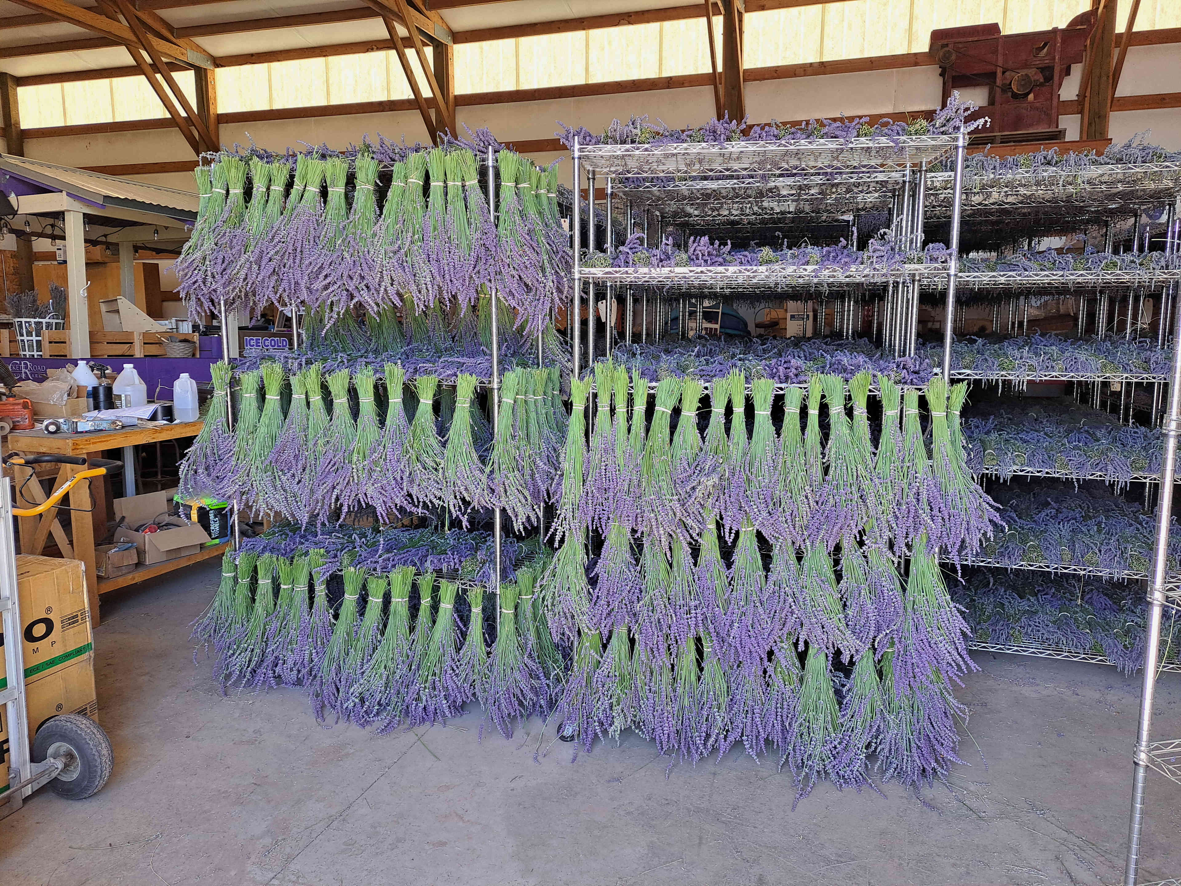 Relaxing, Peaceful Lavender Farm