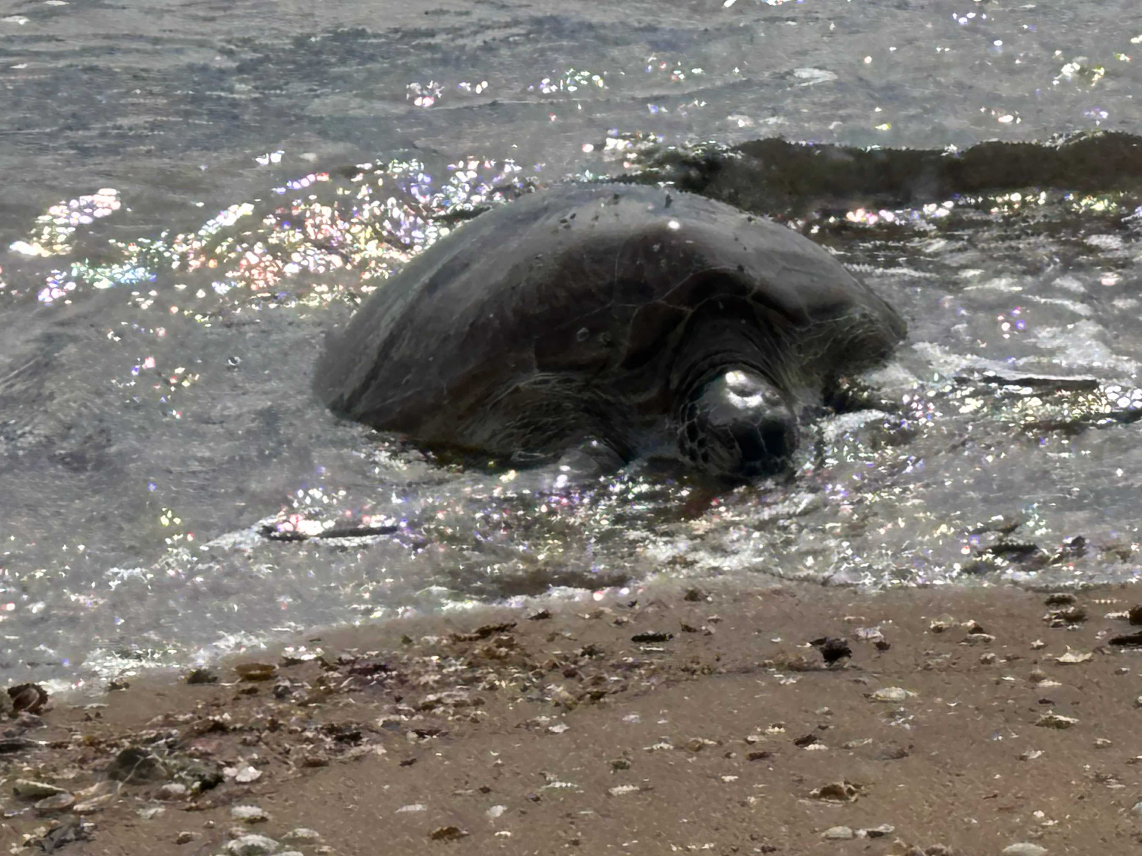 A surprise on a walk on the beach