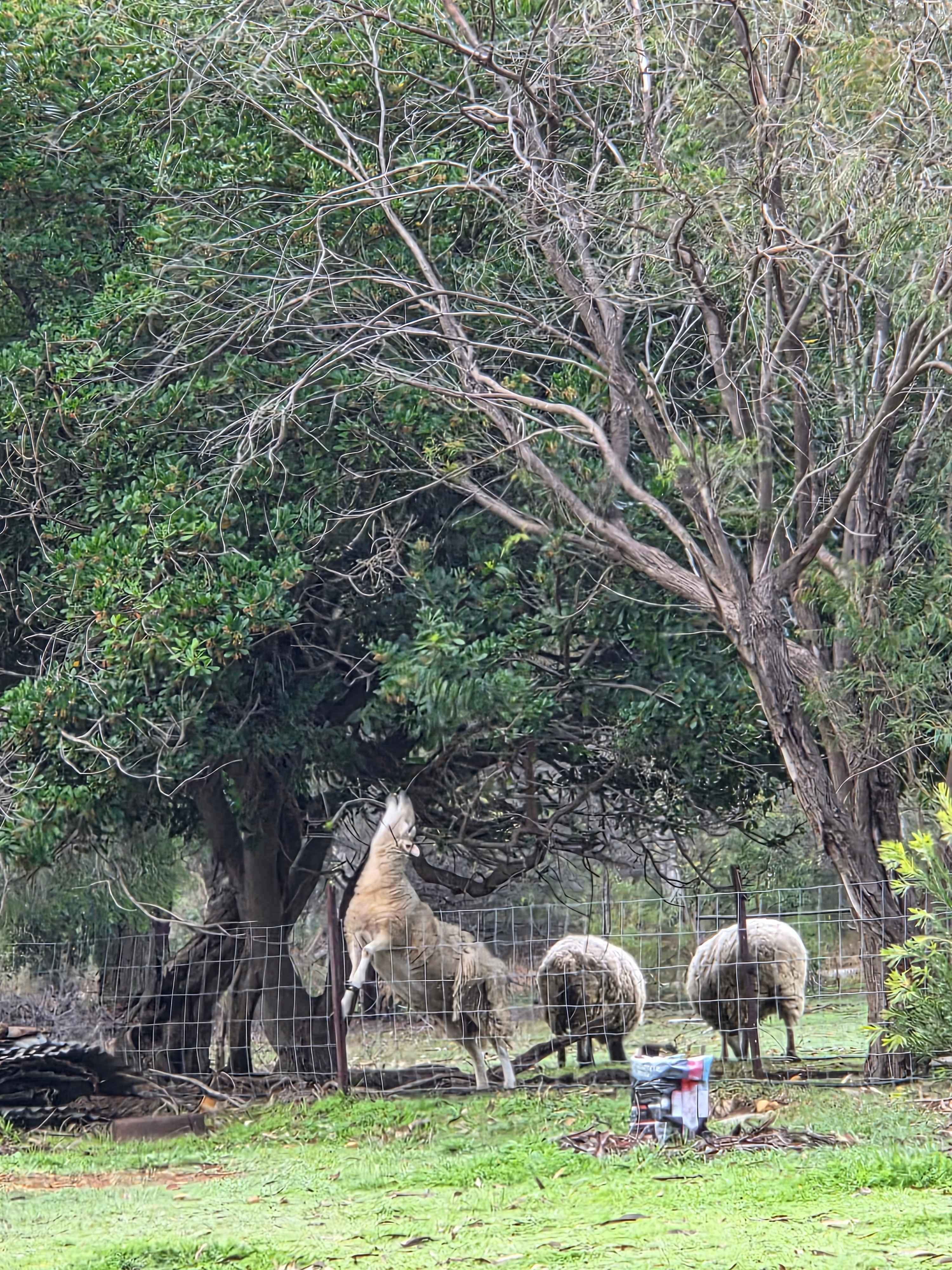 Lemmey House Farm