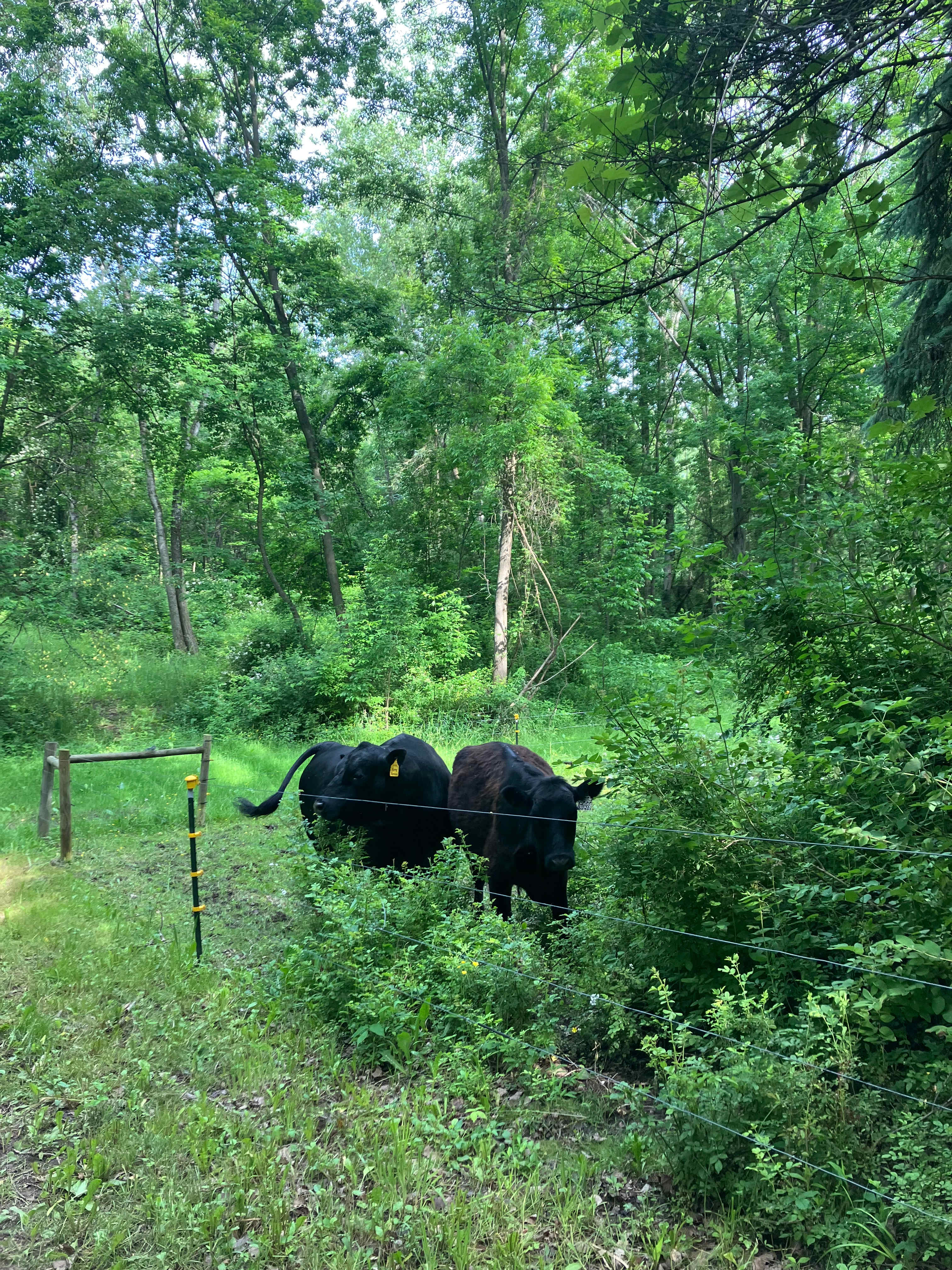 Herman & Oreo in the forest!