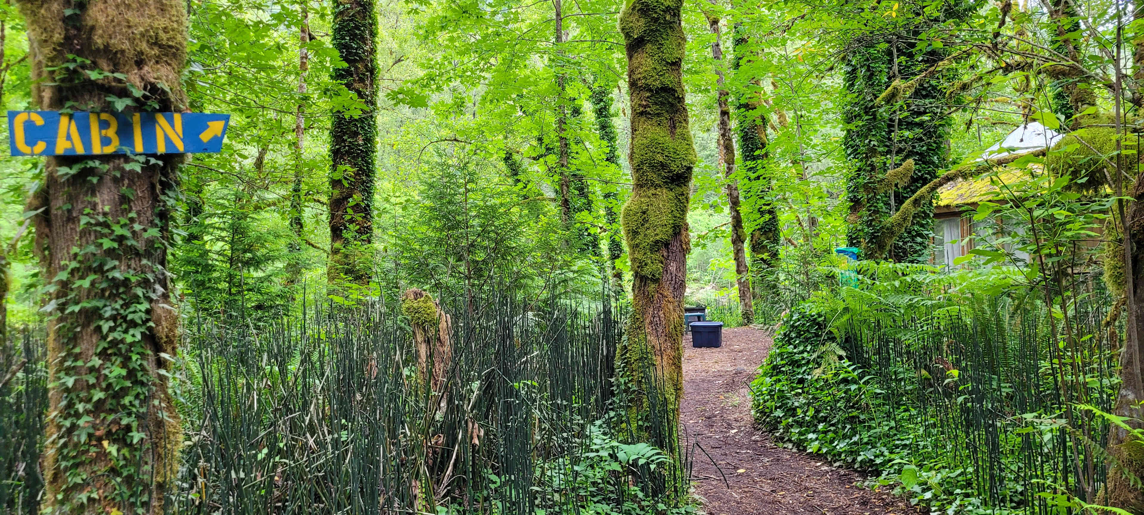 On the path to the cabin