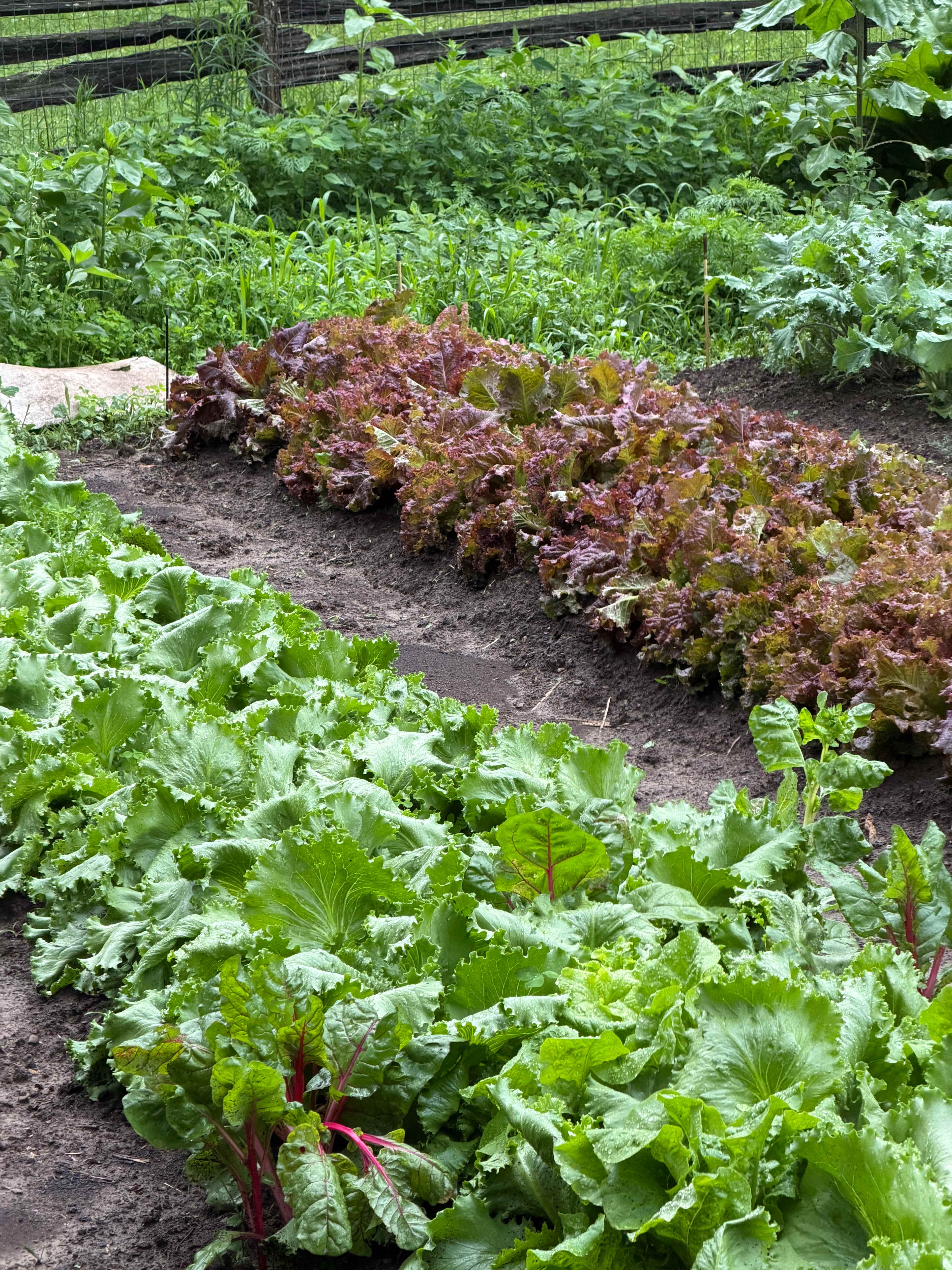Goats and Gardens