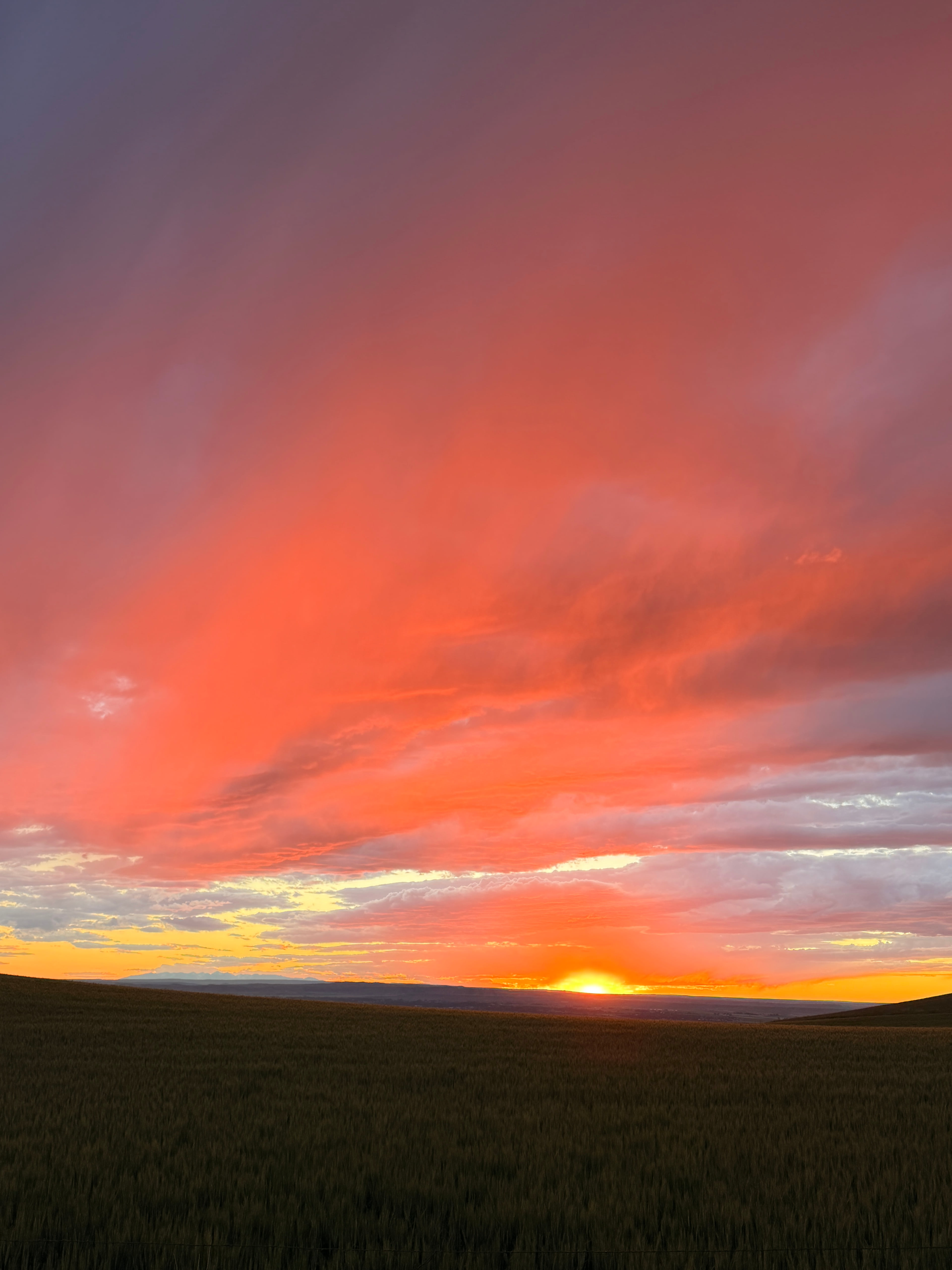 Montana Safari