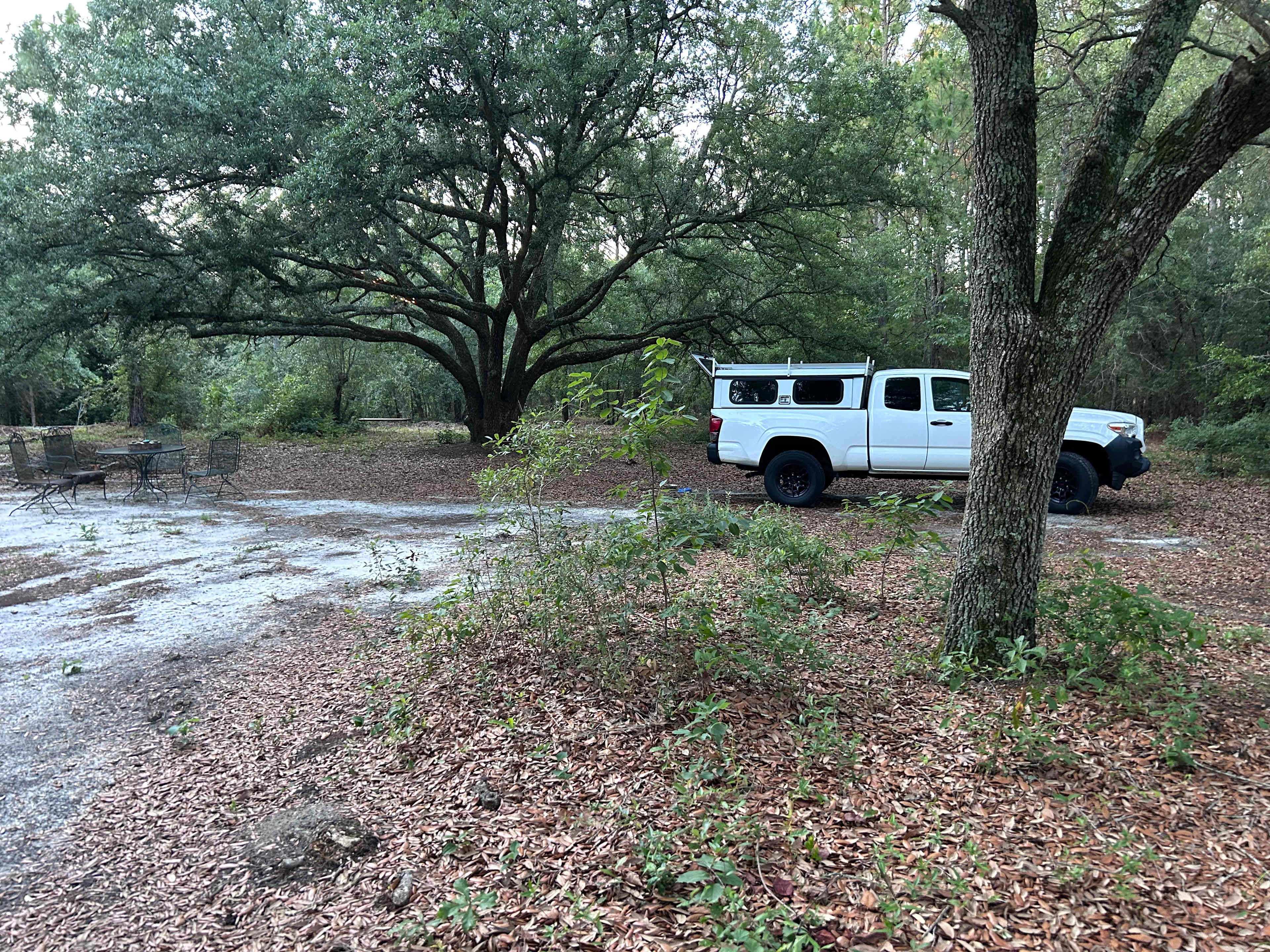 Too Many Oaks Plantation