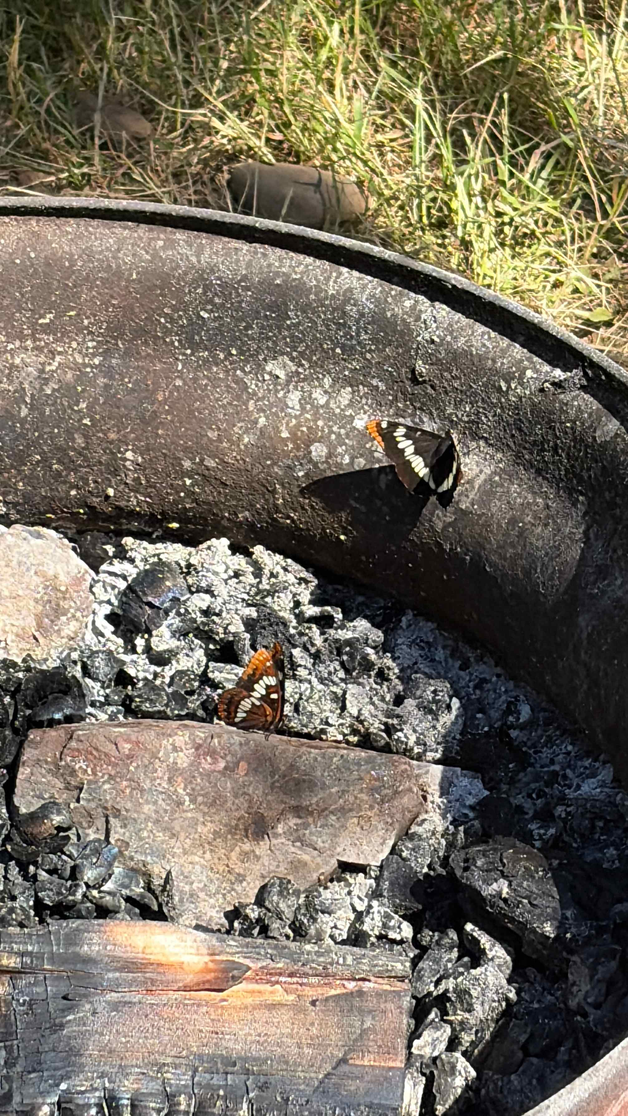Butterflies on the fire pit