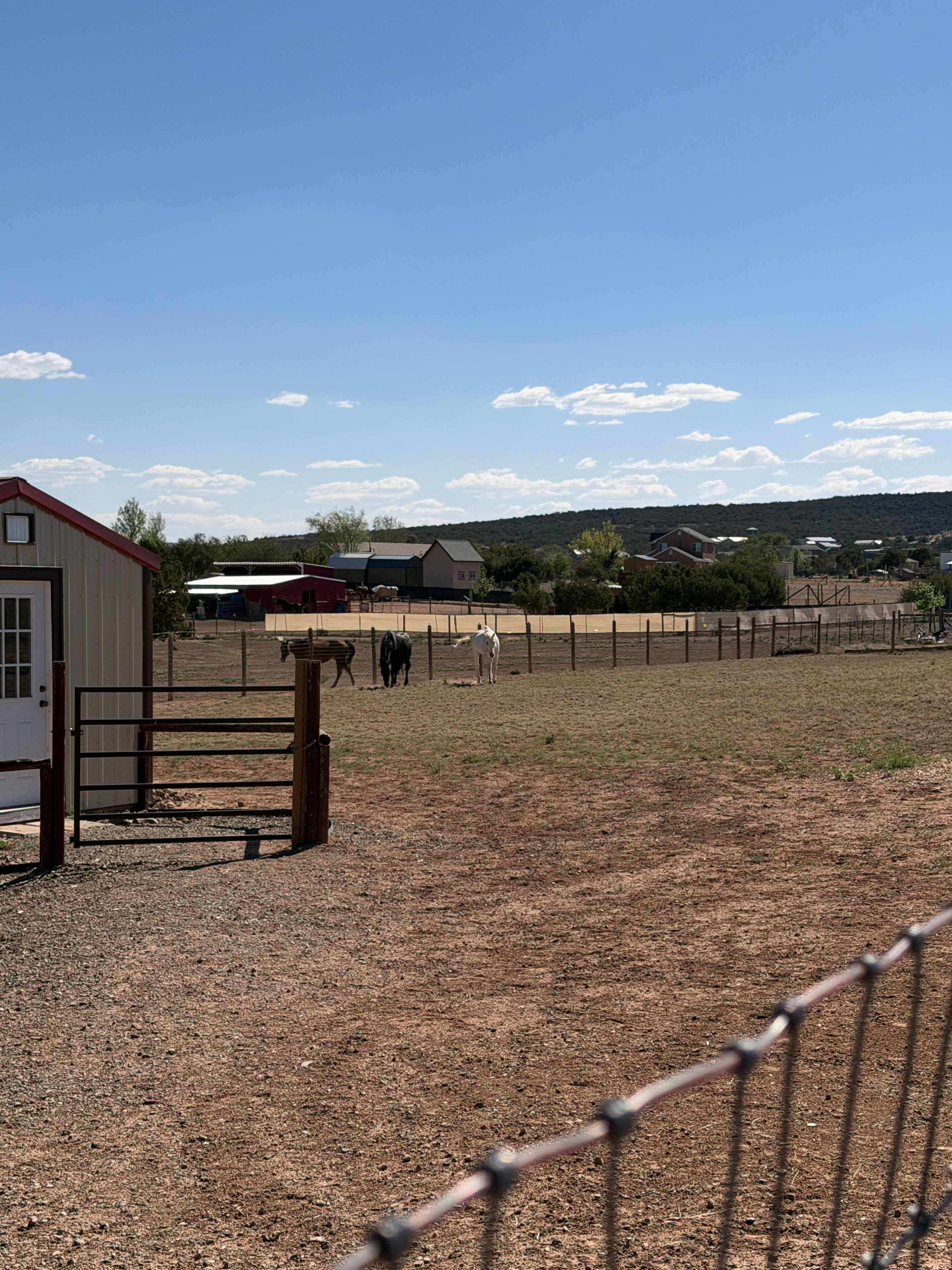 Amazing turnout for the horses