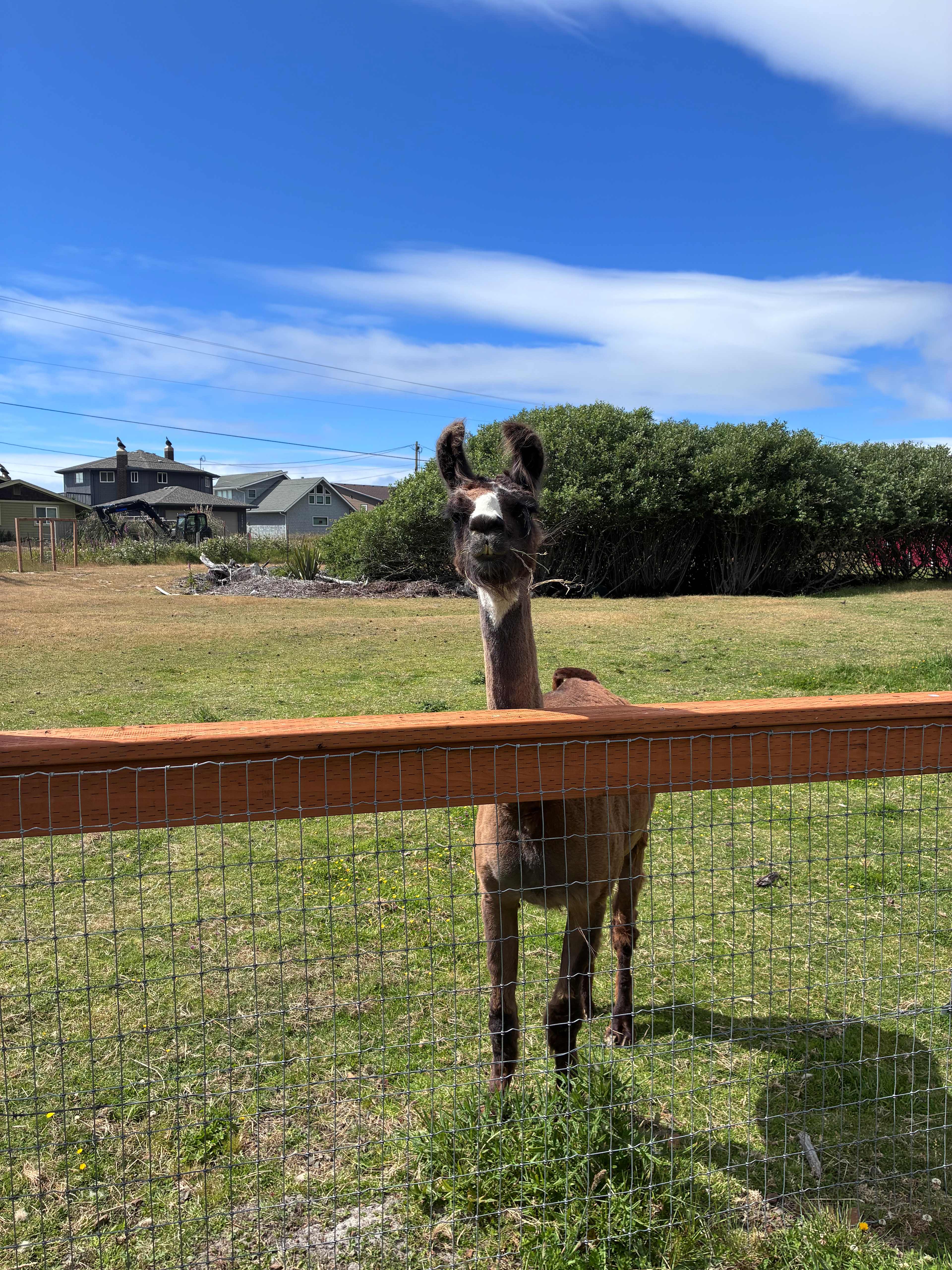 Resident Llama