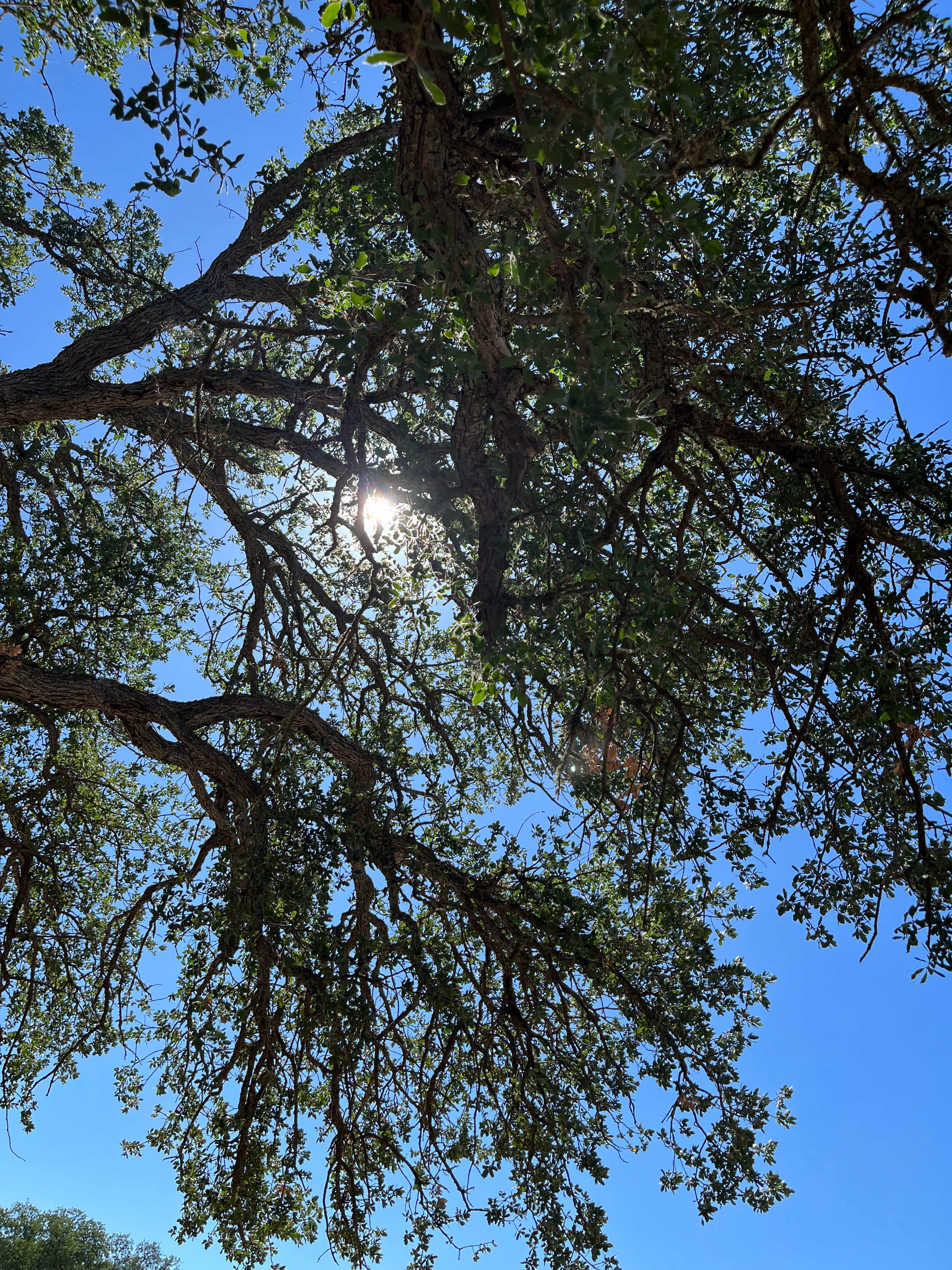 Blue Oak