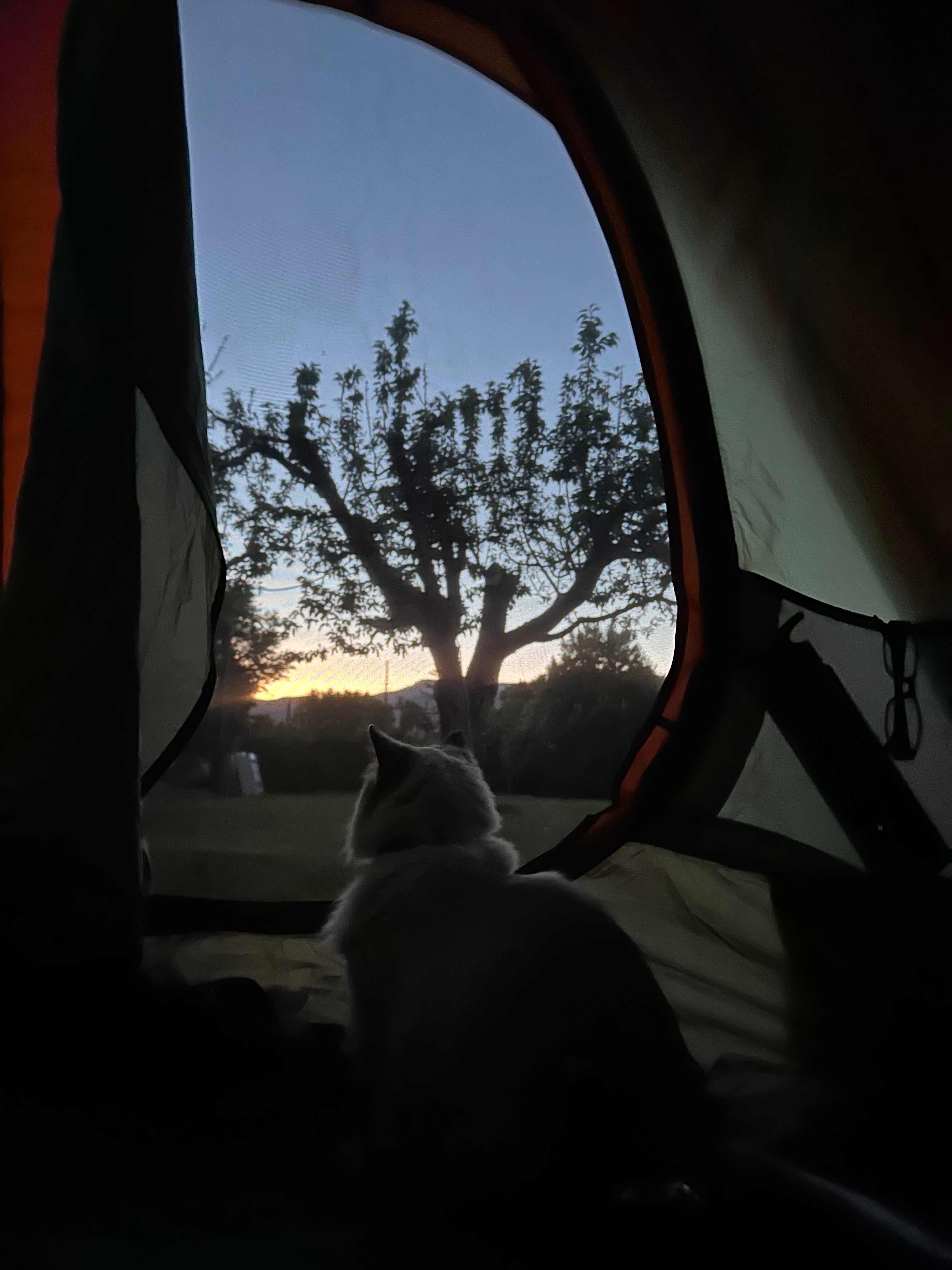 Cat at sunrise