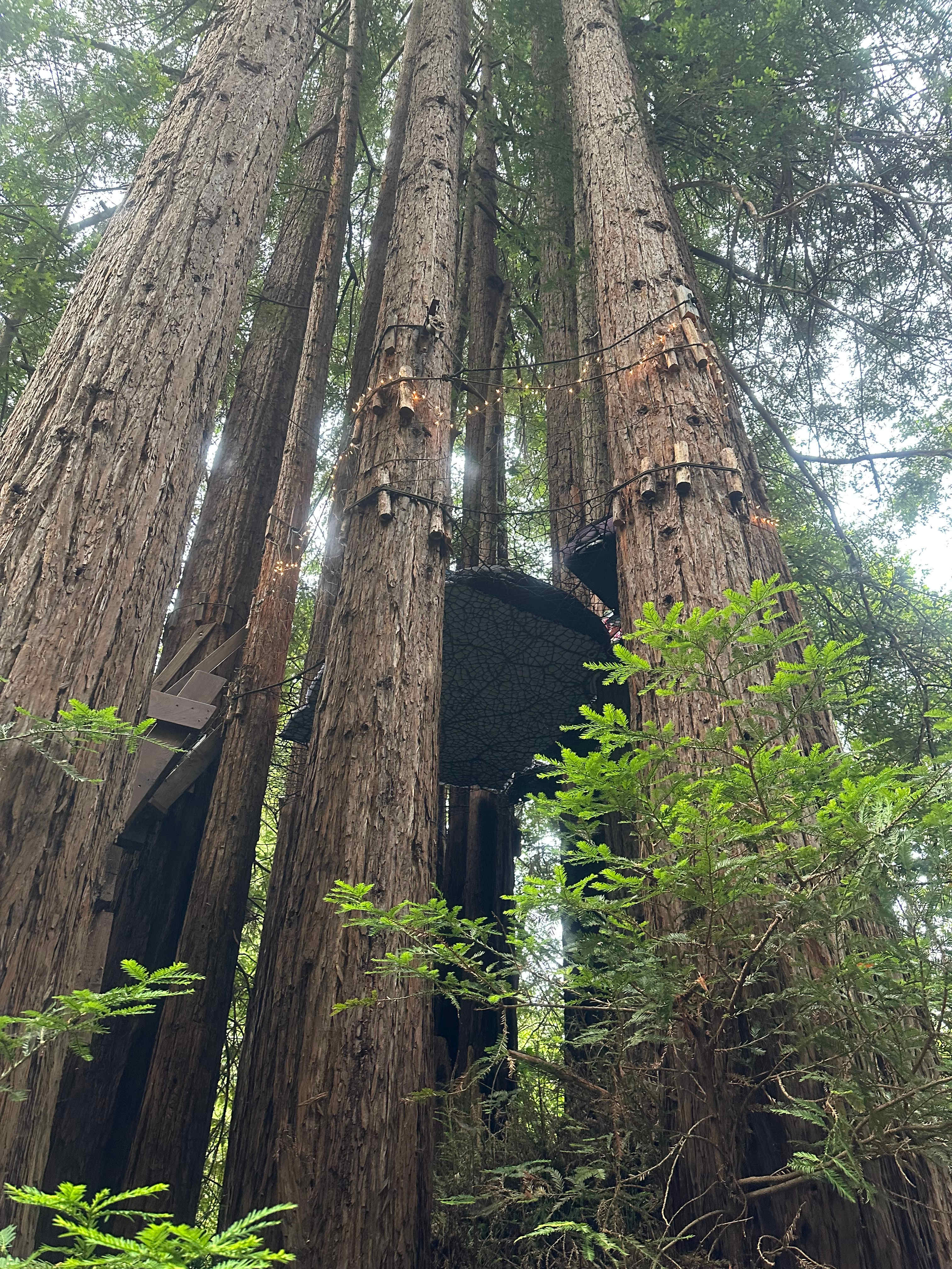 View from the ground looking up.