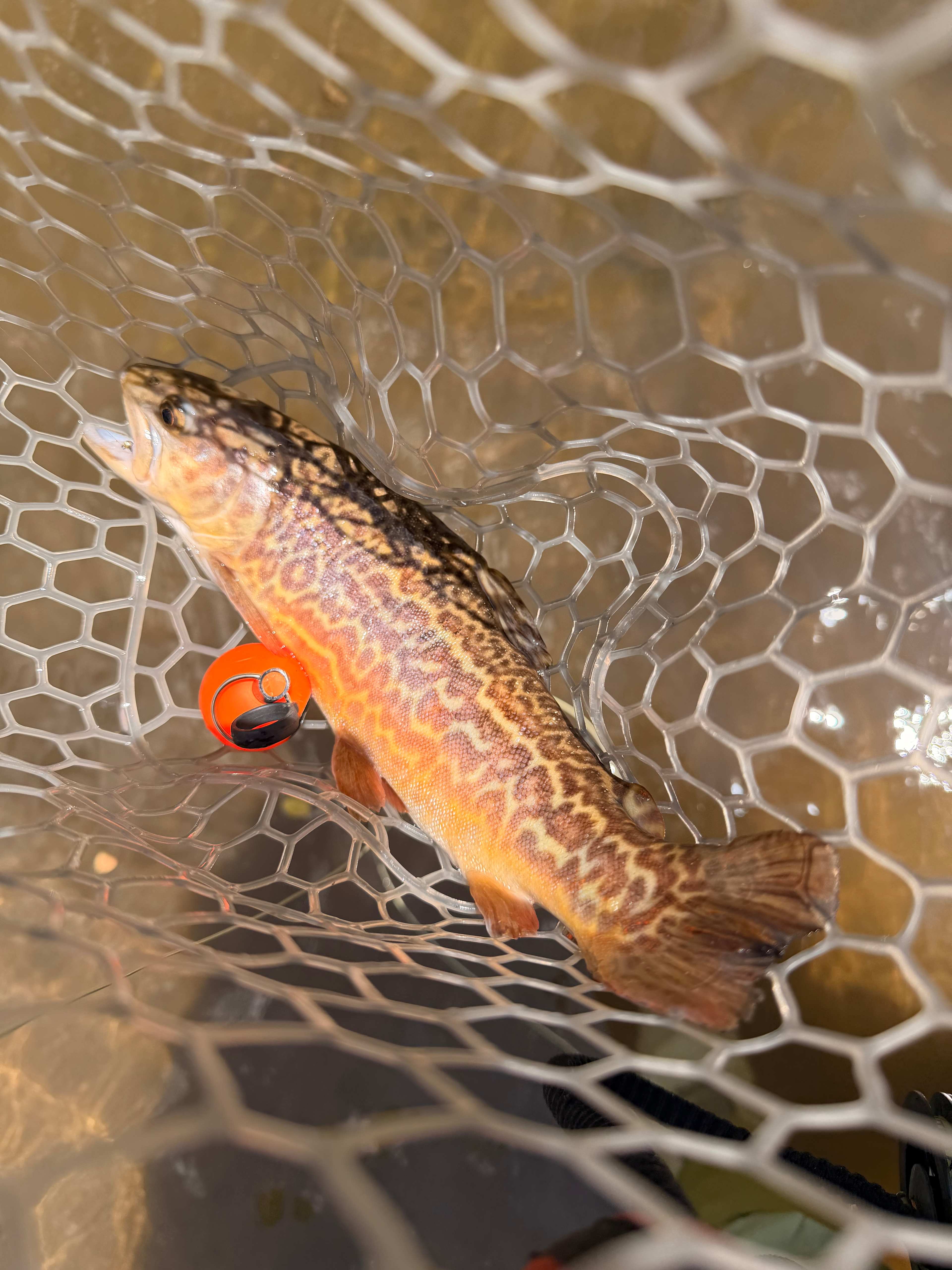 Rogue Trout Retreat