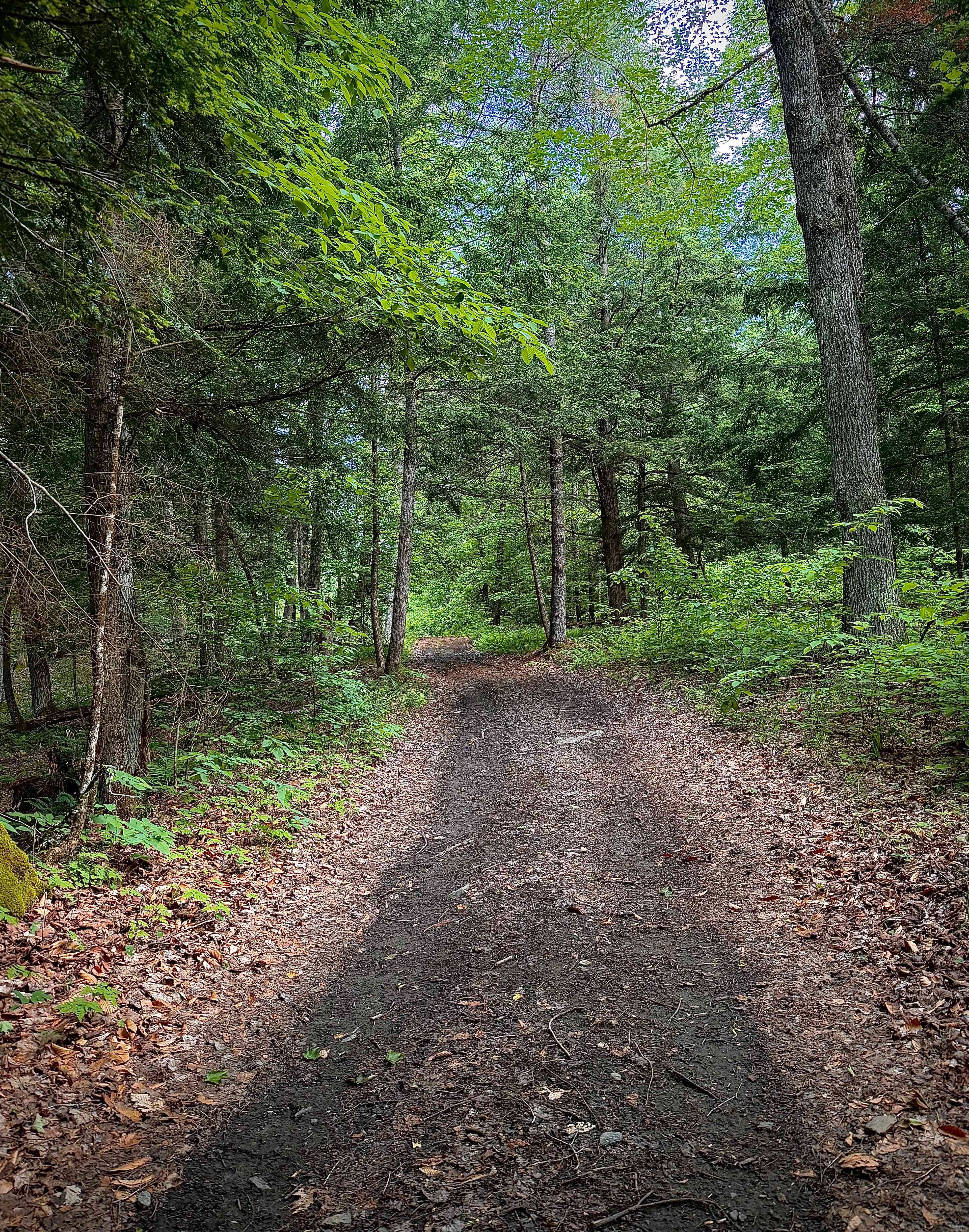 Part of the walk back to the parking area from Brook ridge