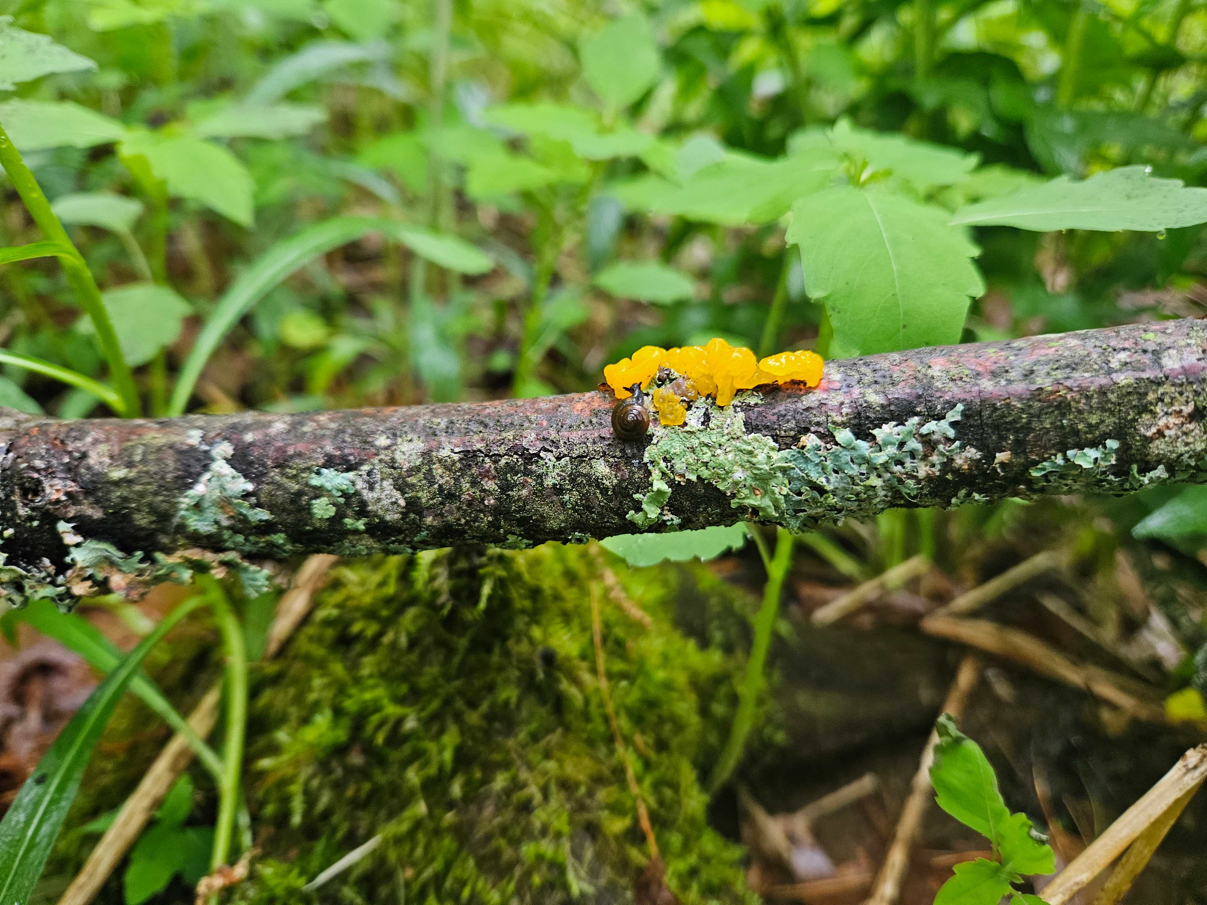 Saw this cute snail nibbling on witch's butter fungus! 
