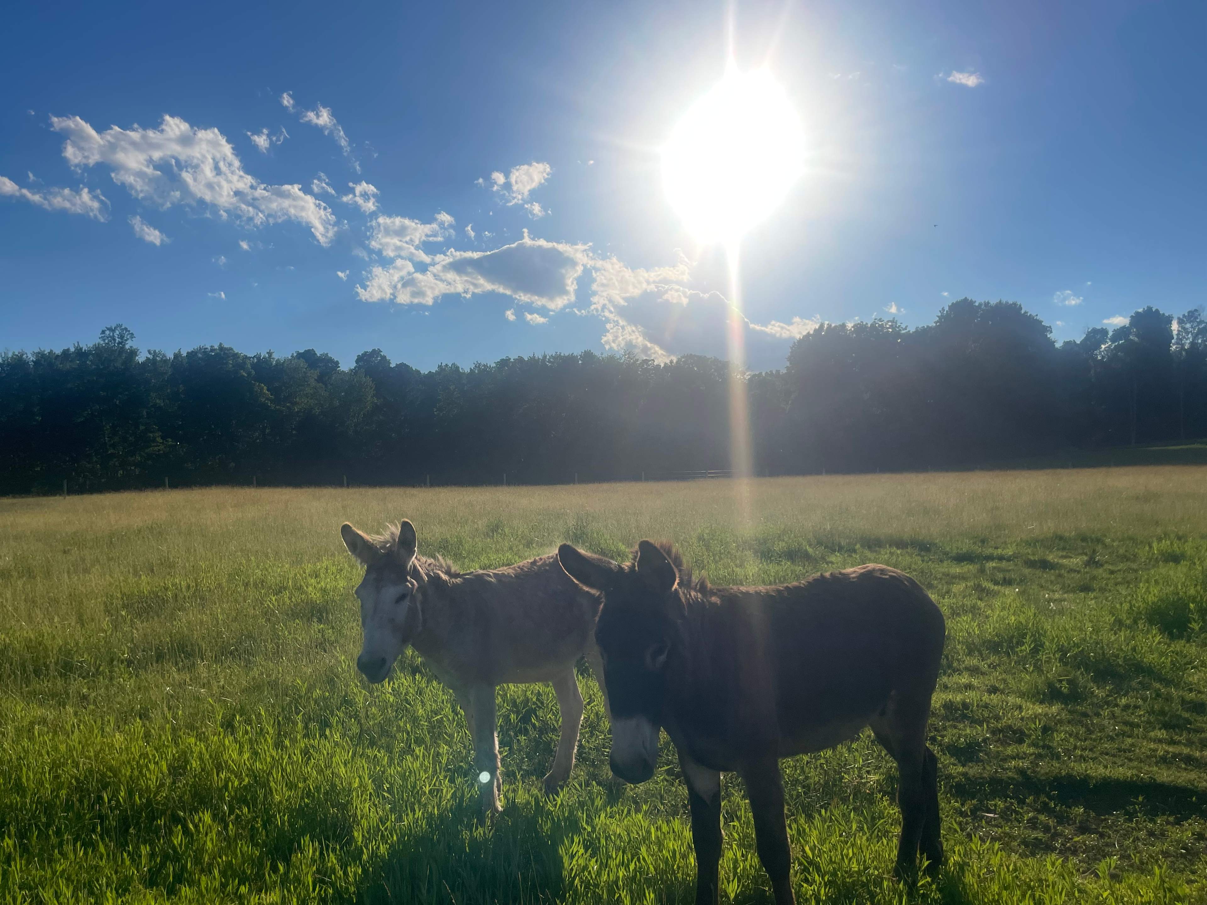 Maple Grove Farms
