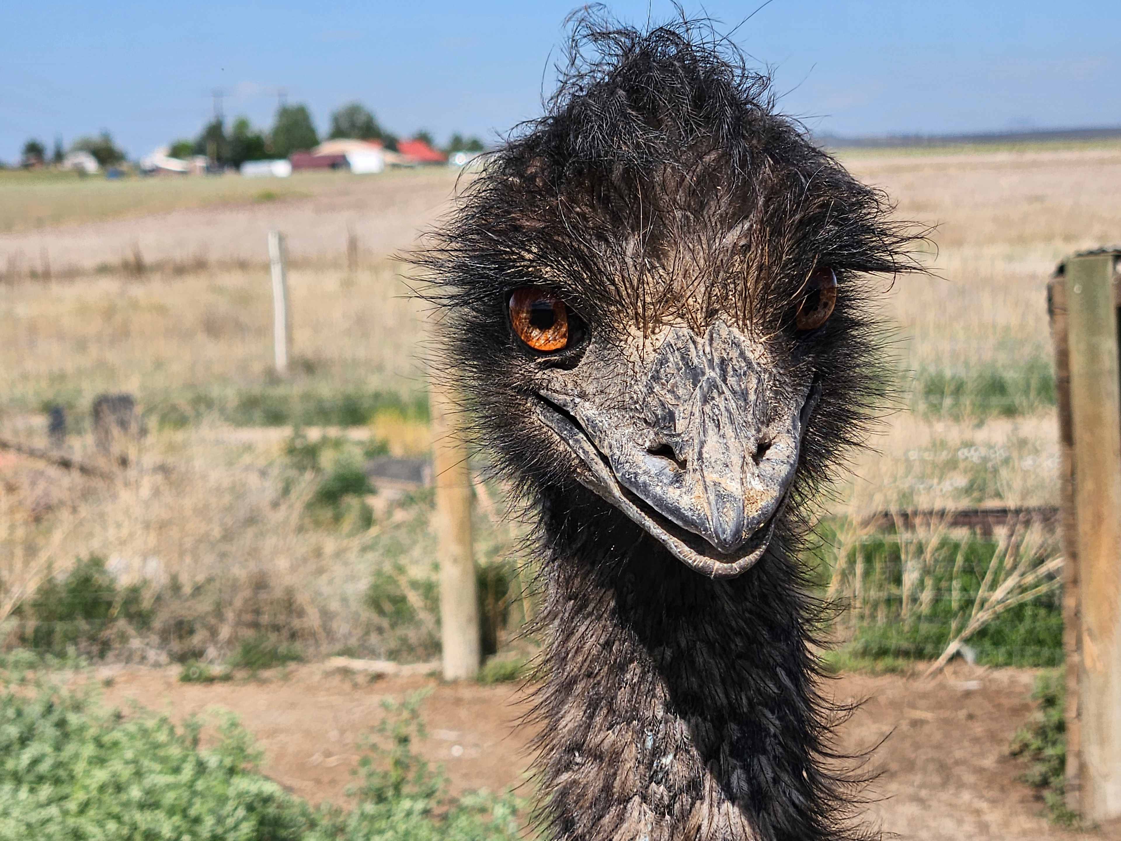 Tuff’s Animal Rescue @ Tuff’s Ranch