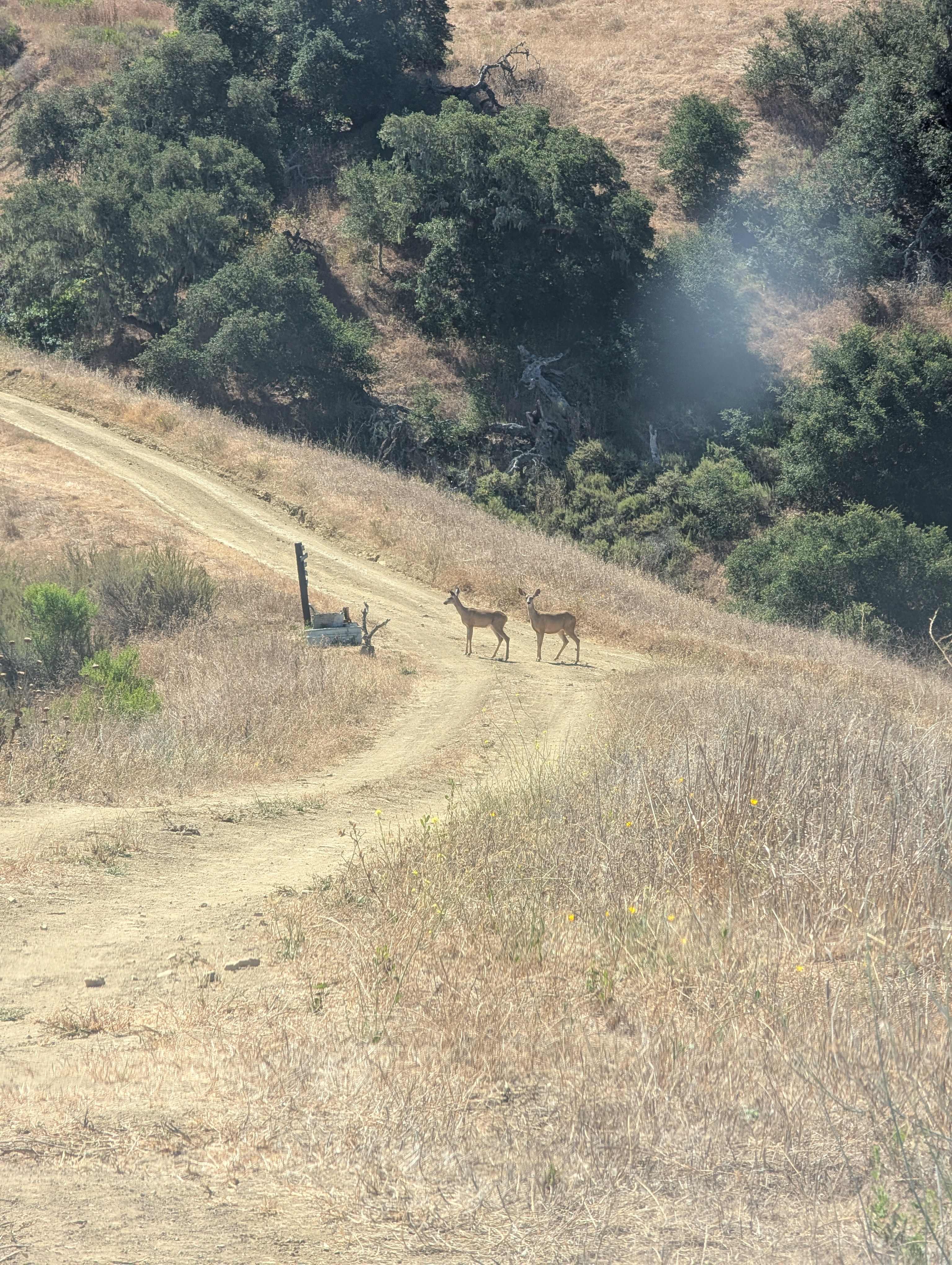 Freedog Farms @ Cactus Flower Ranch