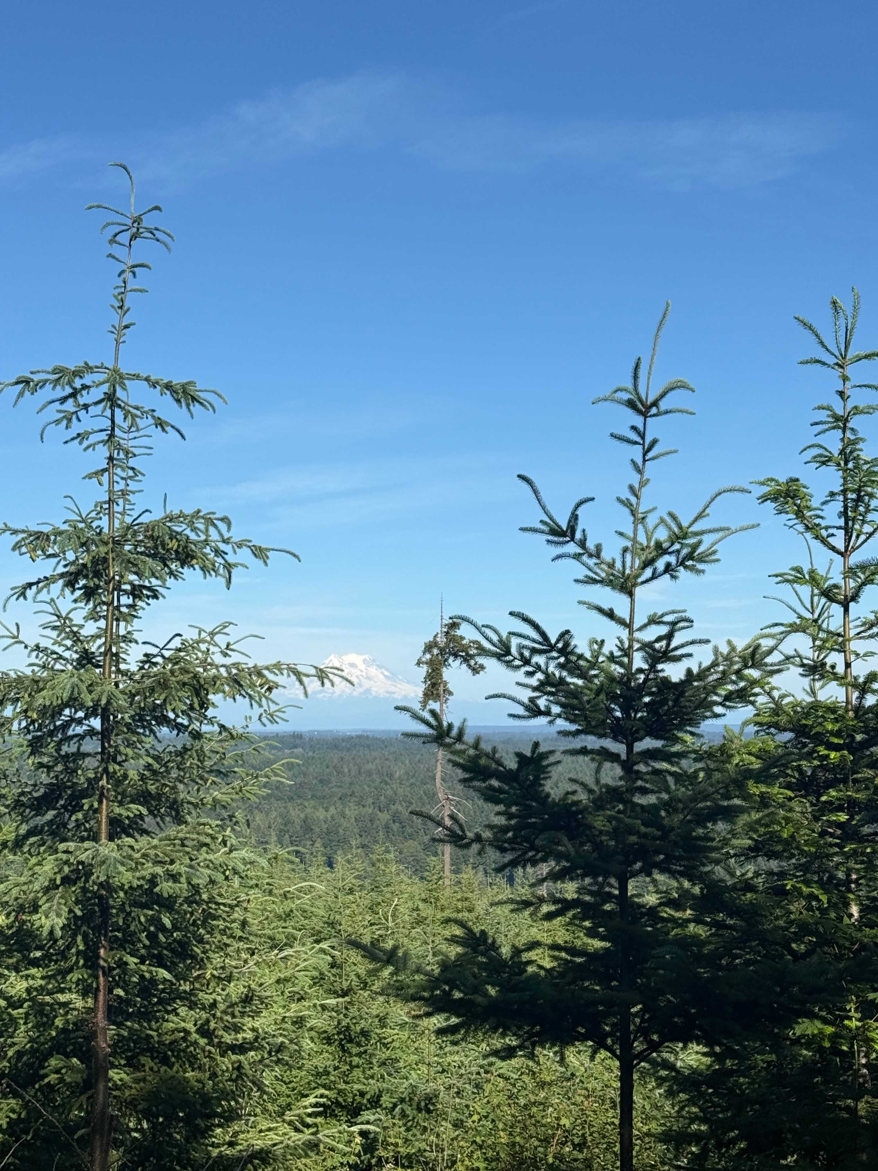 Hairy Eagle Lookout 🦅