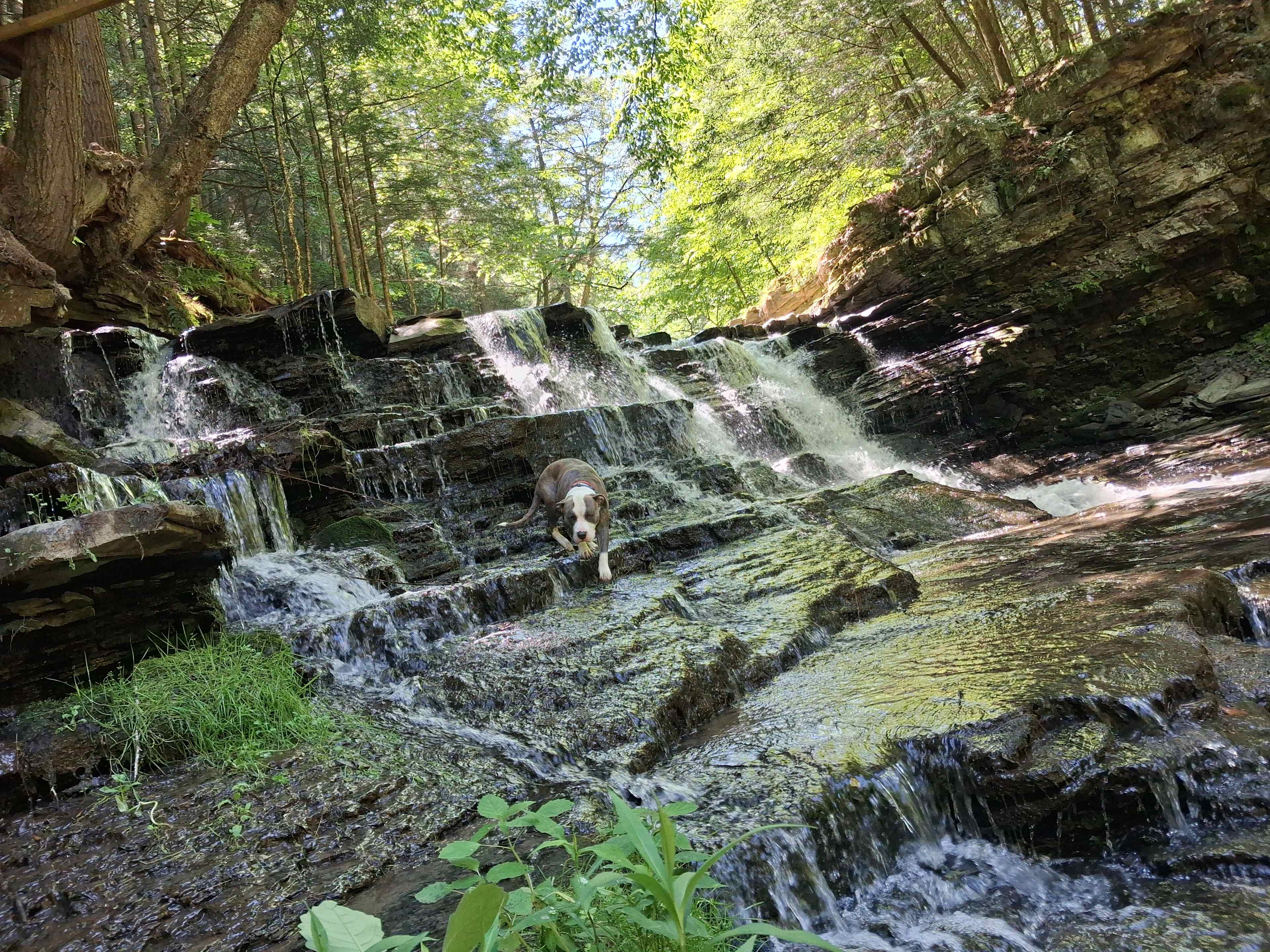 Towner's Country Paradise