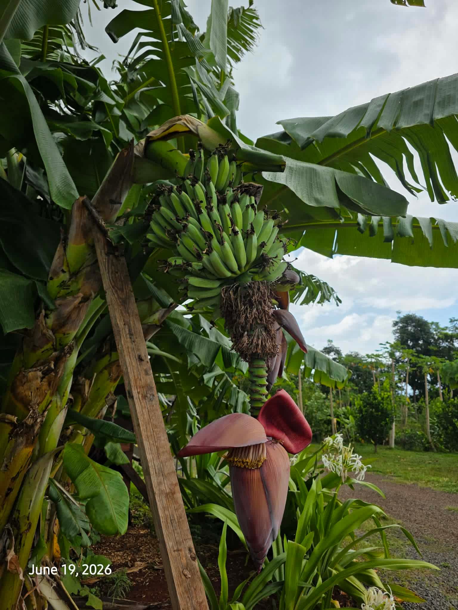Living Circle Farms Hawaii