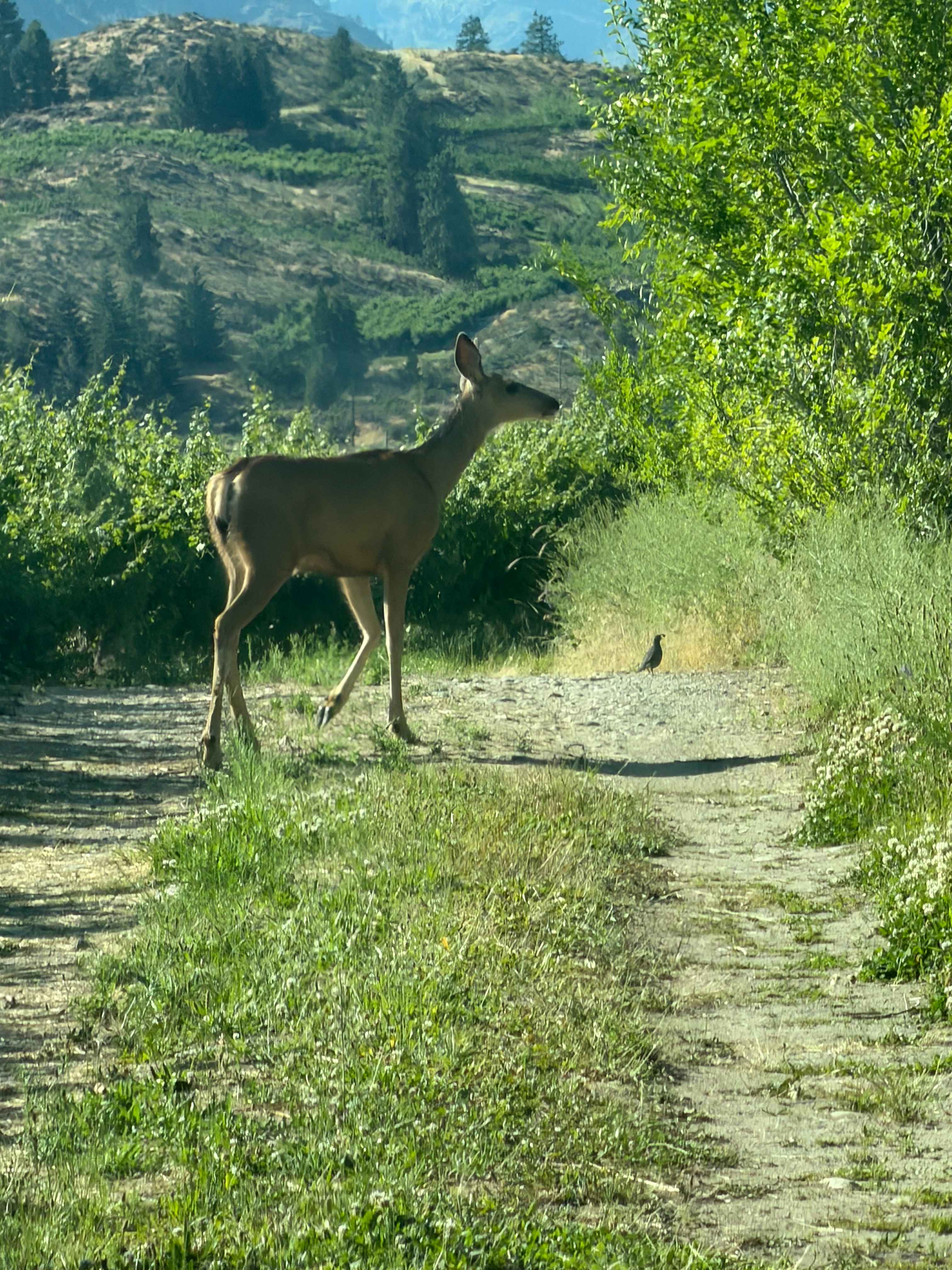 Deer and quail 