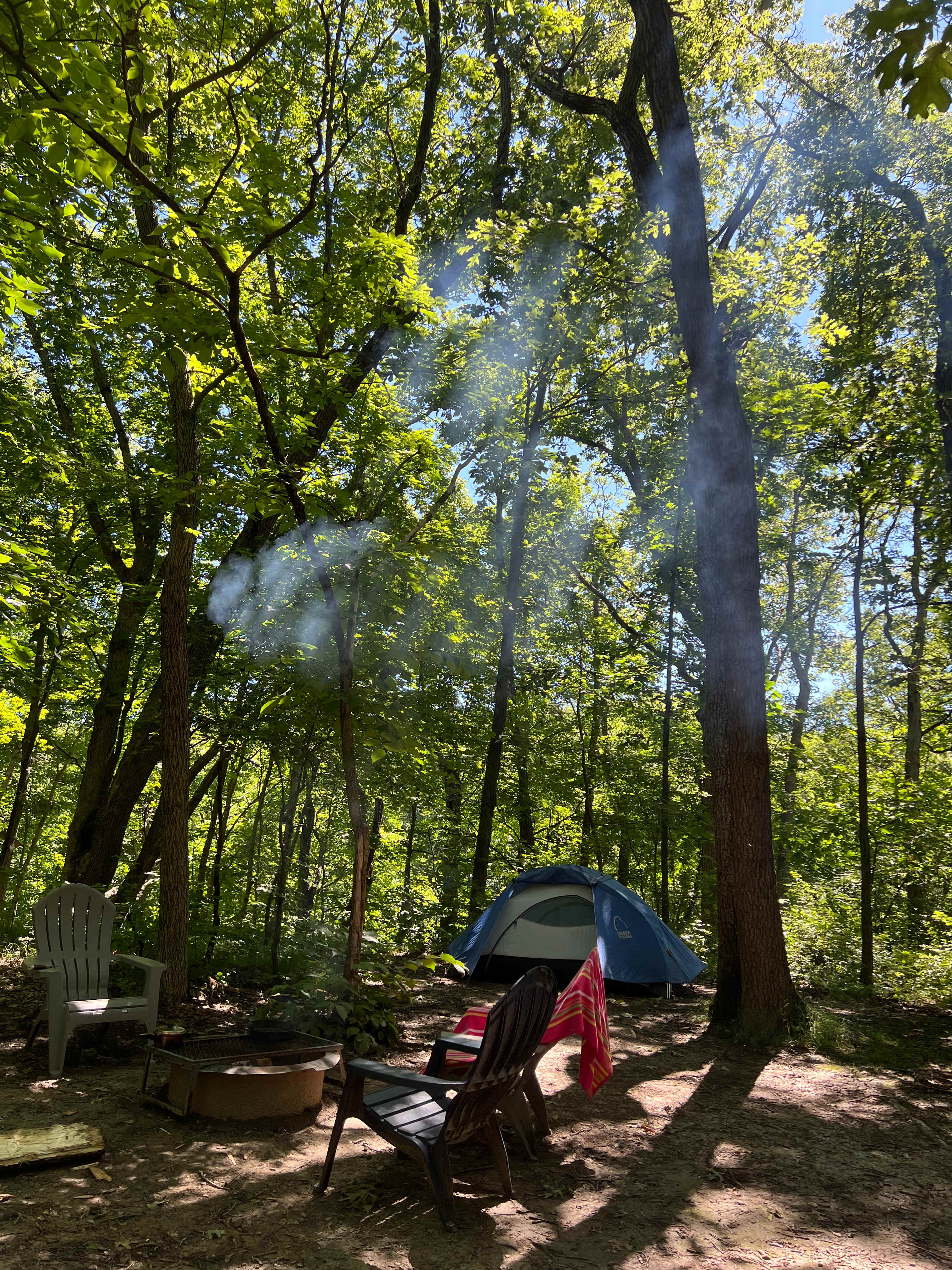 Welcome to our Magical Woods