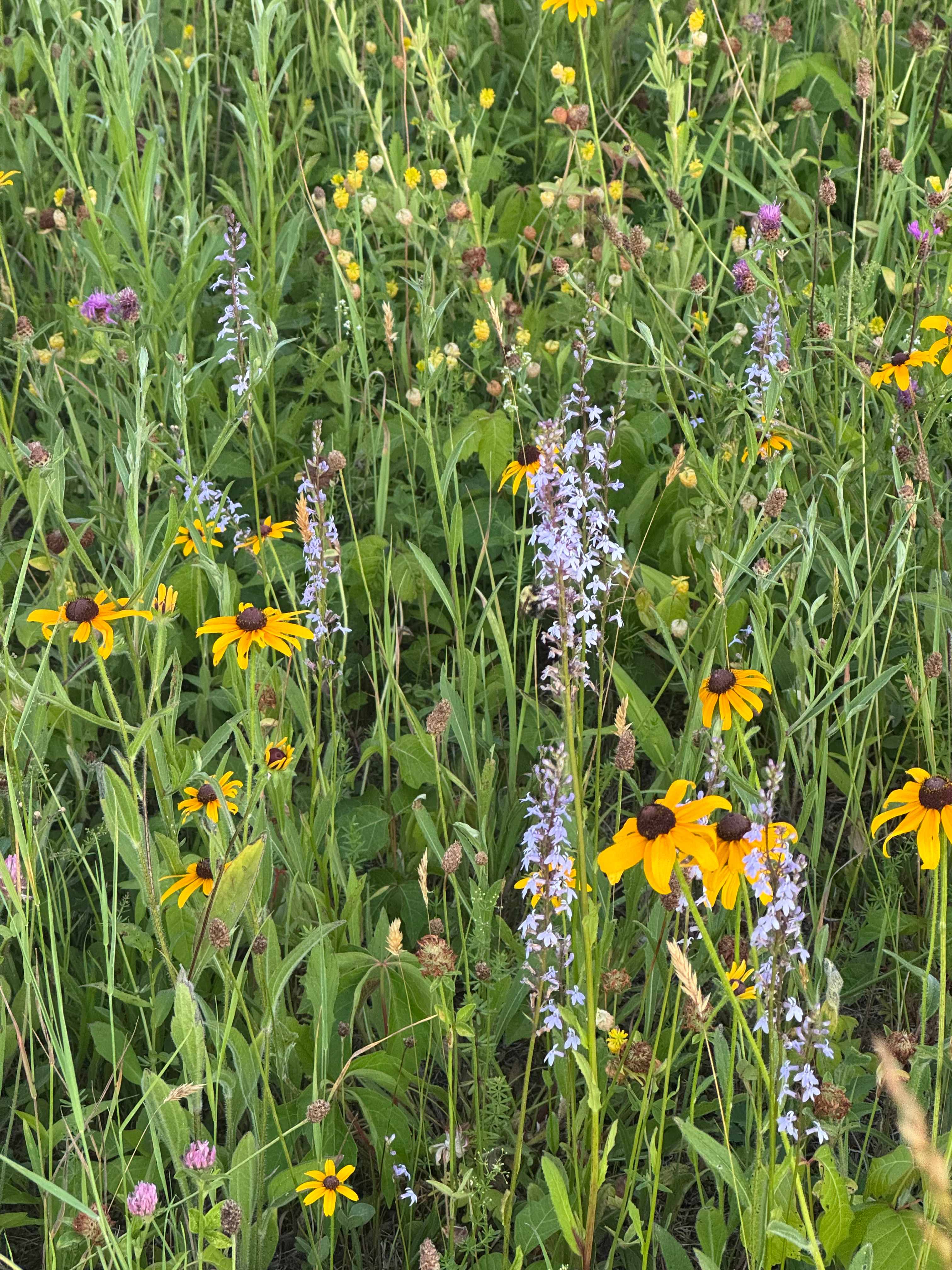 Mickelberry Forest Gardens