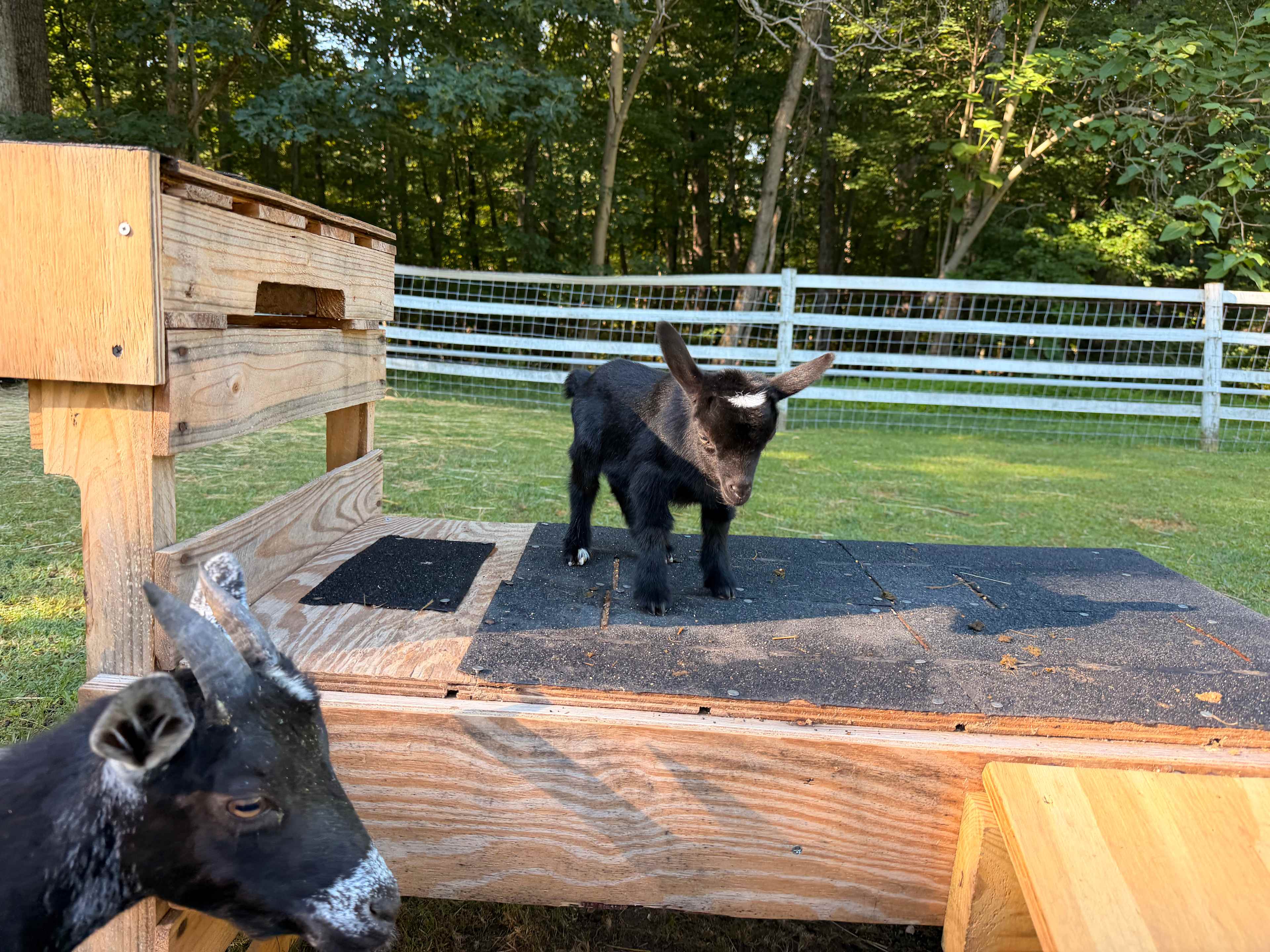 Camp Comus, LLC
