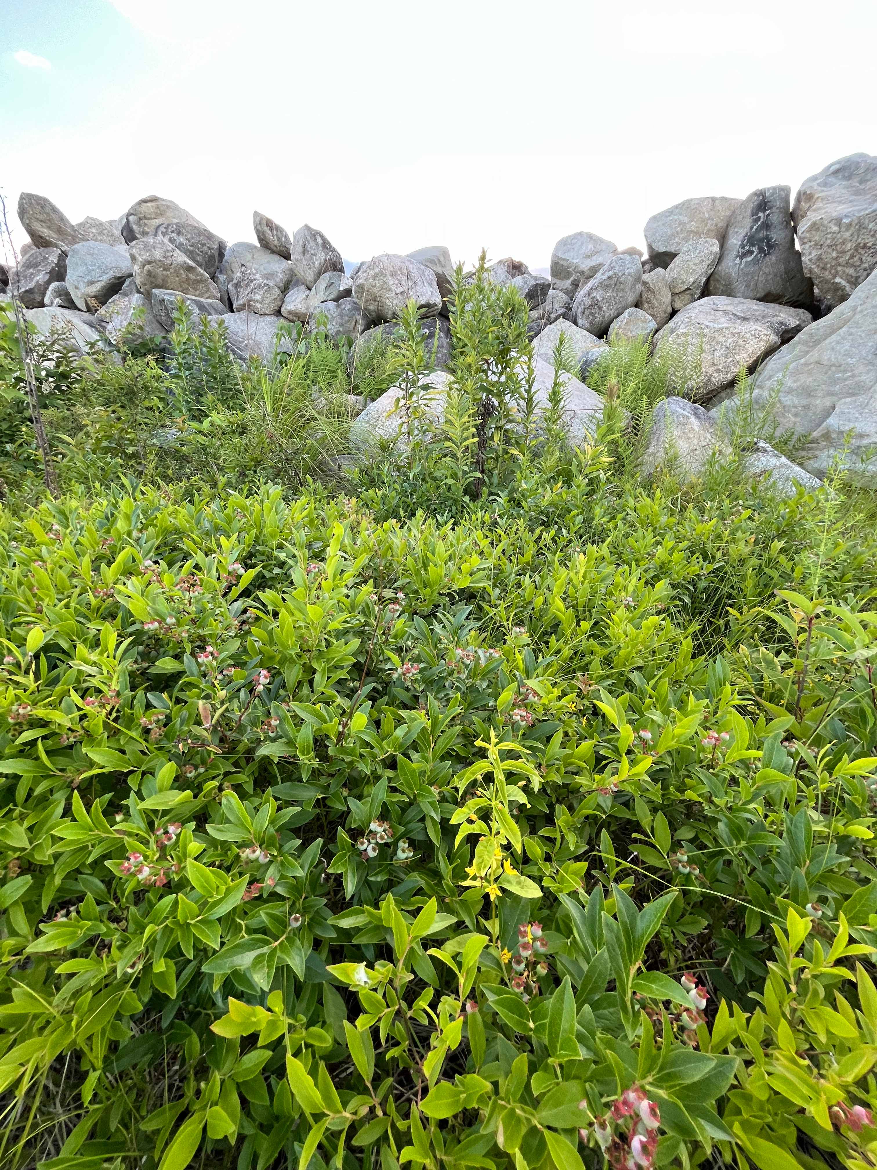 Maine Wild Blueberry Bliss
